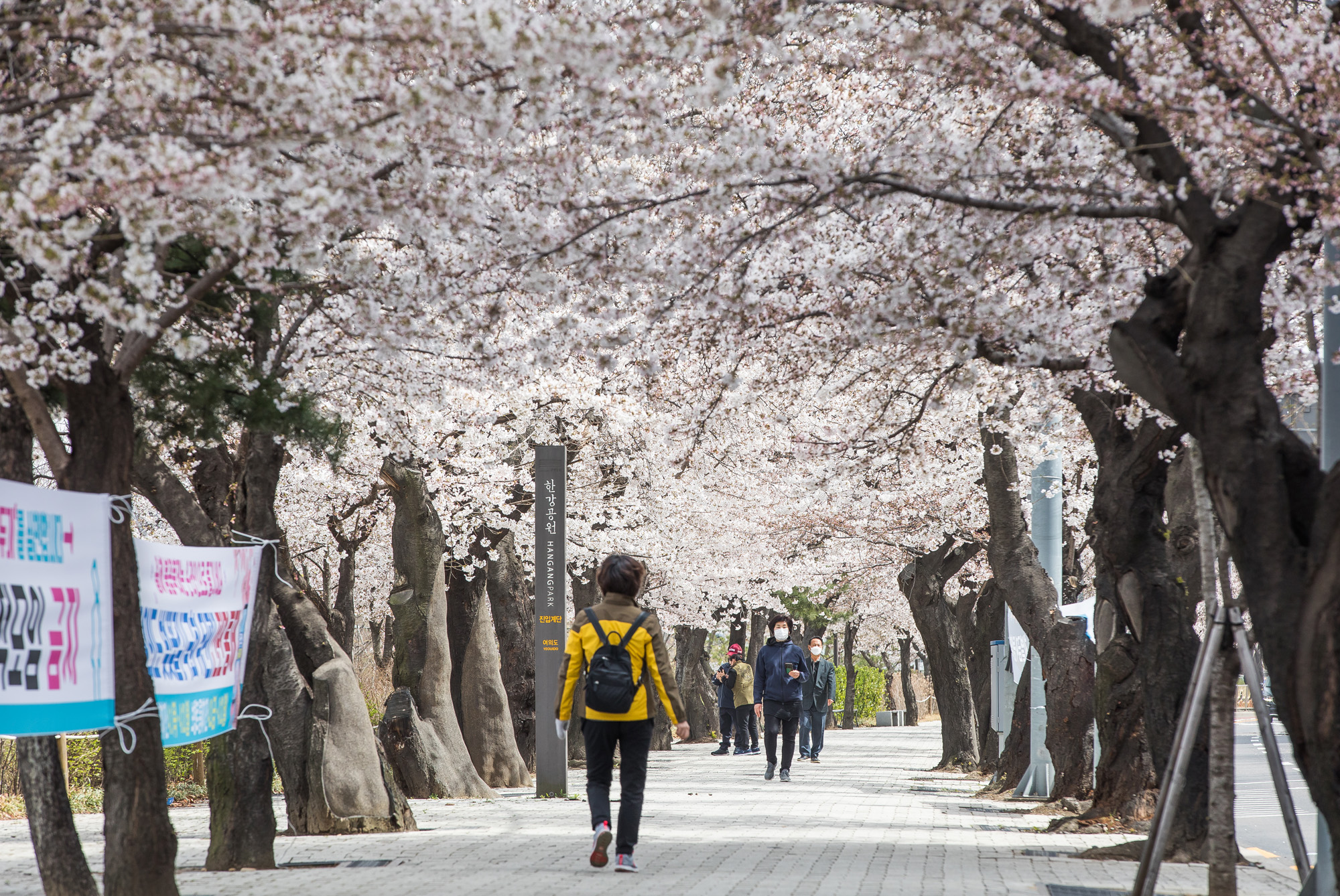 사회;날씨;환경;봄스케치;여의도벚꽃;황사경보;미세먼지;날씨스케치