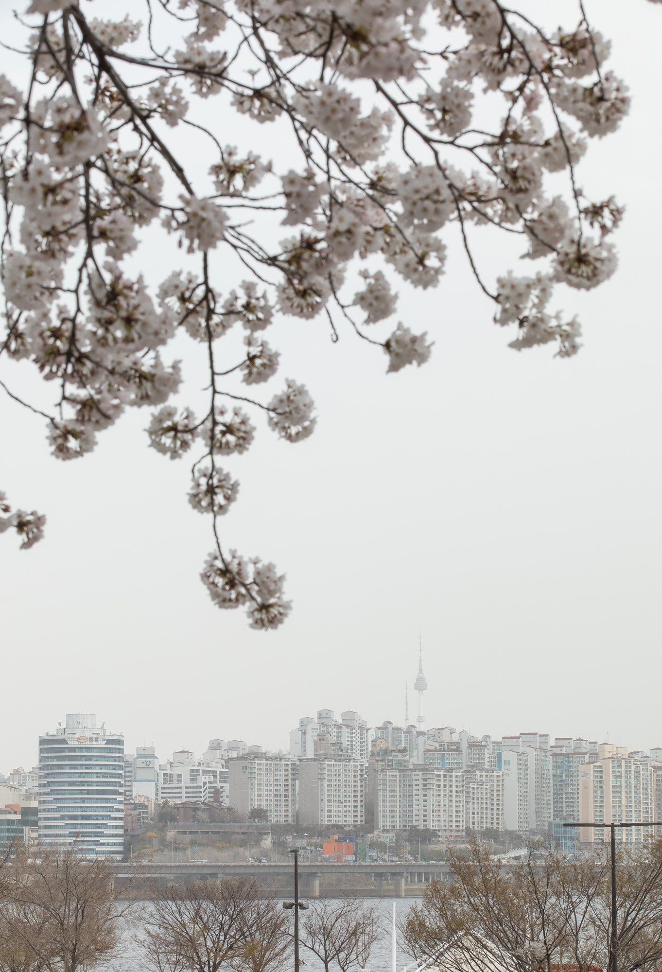 사회;날씨;환경;봄스케치;여의도벚꽃;황사경보;미세먼지;날씨스케치