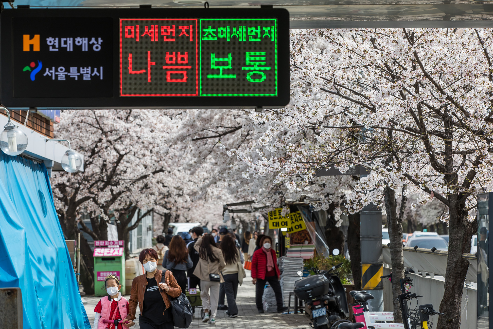 사회;날씨;환경;봄스케치;여의도벚꽃;황사경보;미세먼지;날씨스케치