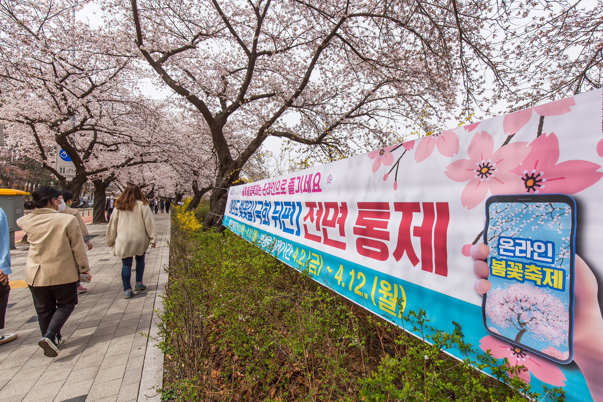 사회;날씨;환경;봄스케치;여의도벚꽃;황사경보;미세먼지;날씨스케치