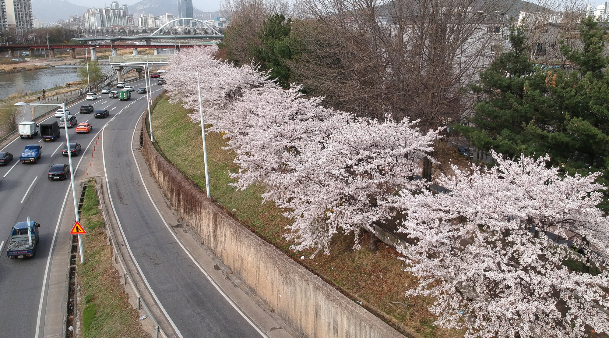 동부간선도로 벗꽃 코로나