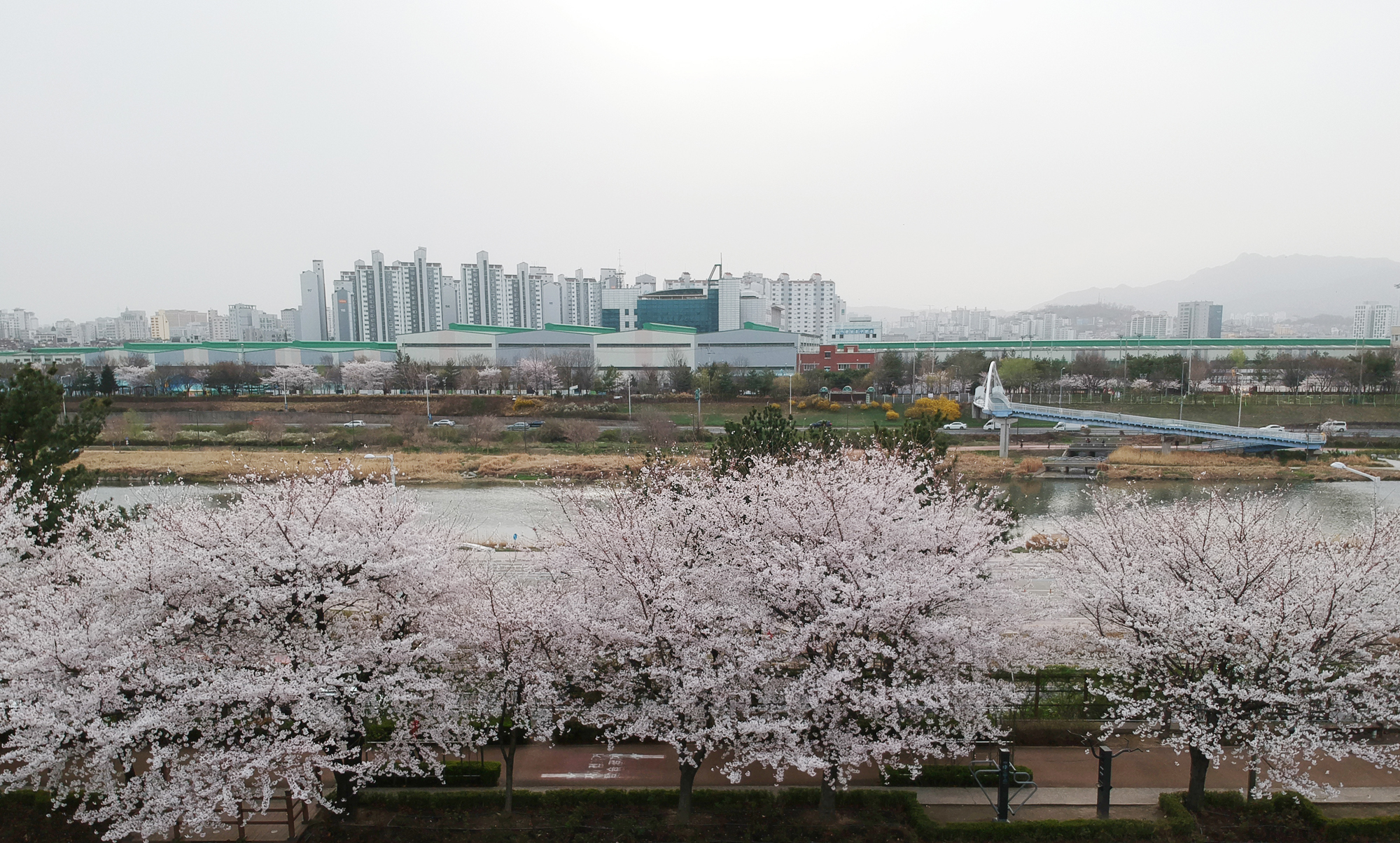 동부간선도로 벗꽃 코로나
