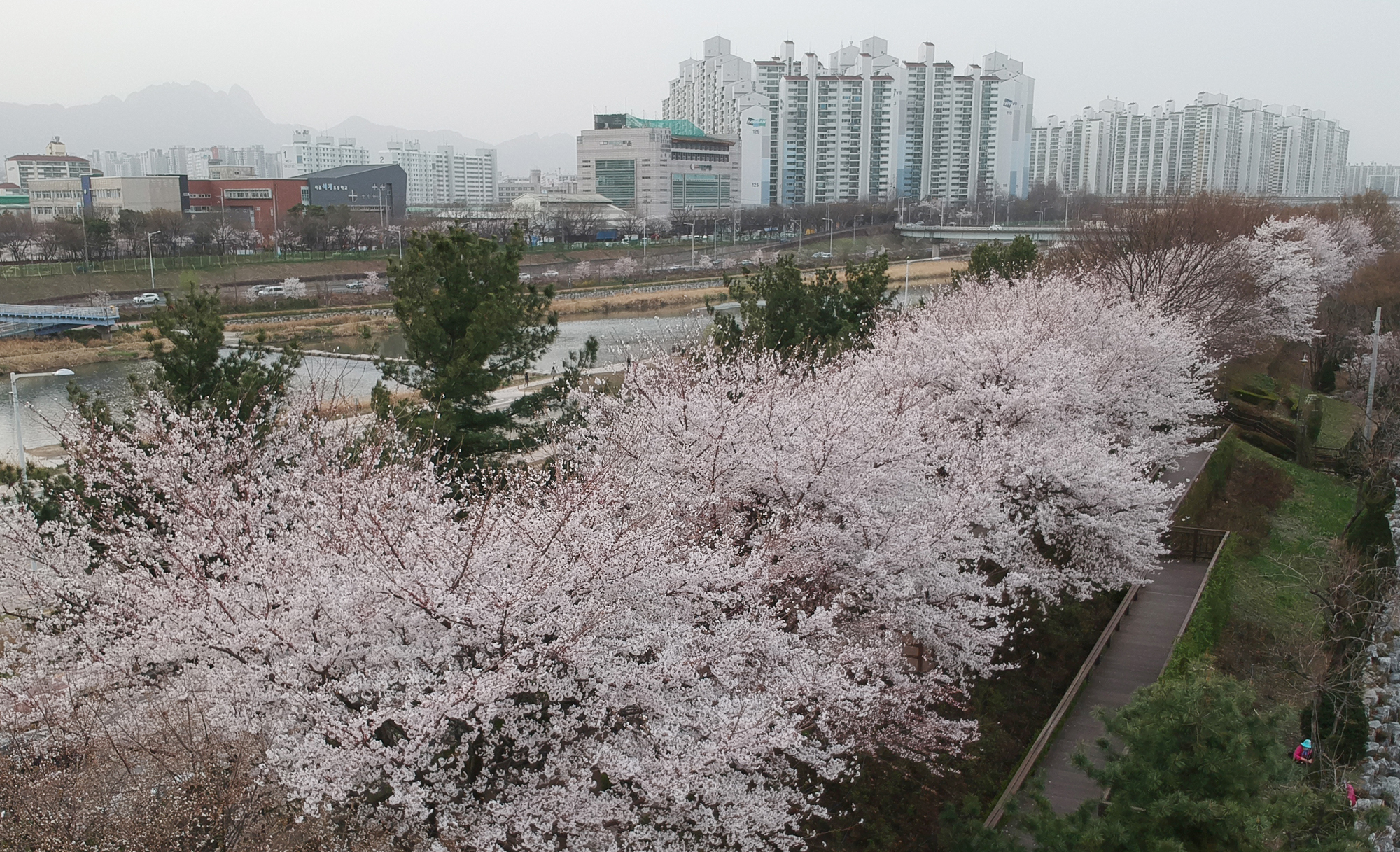 동부간선도로 벗꽃 코로나