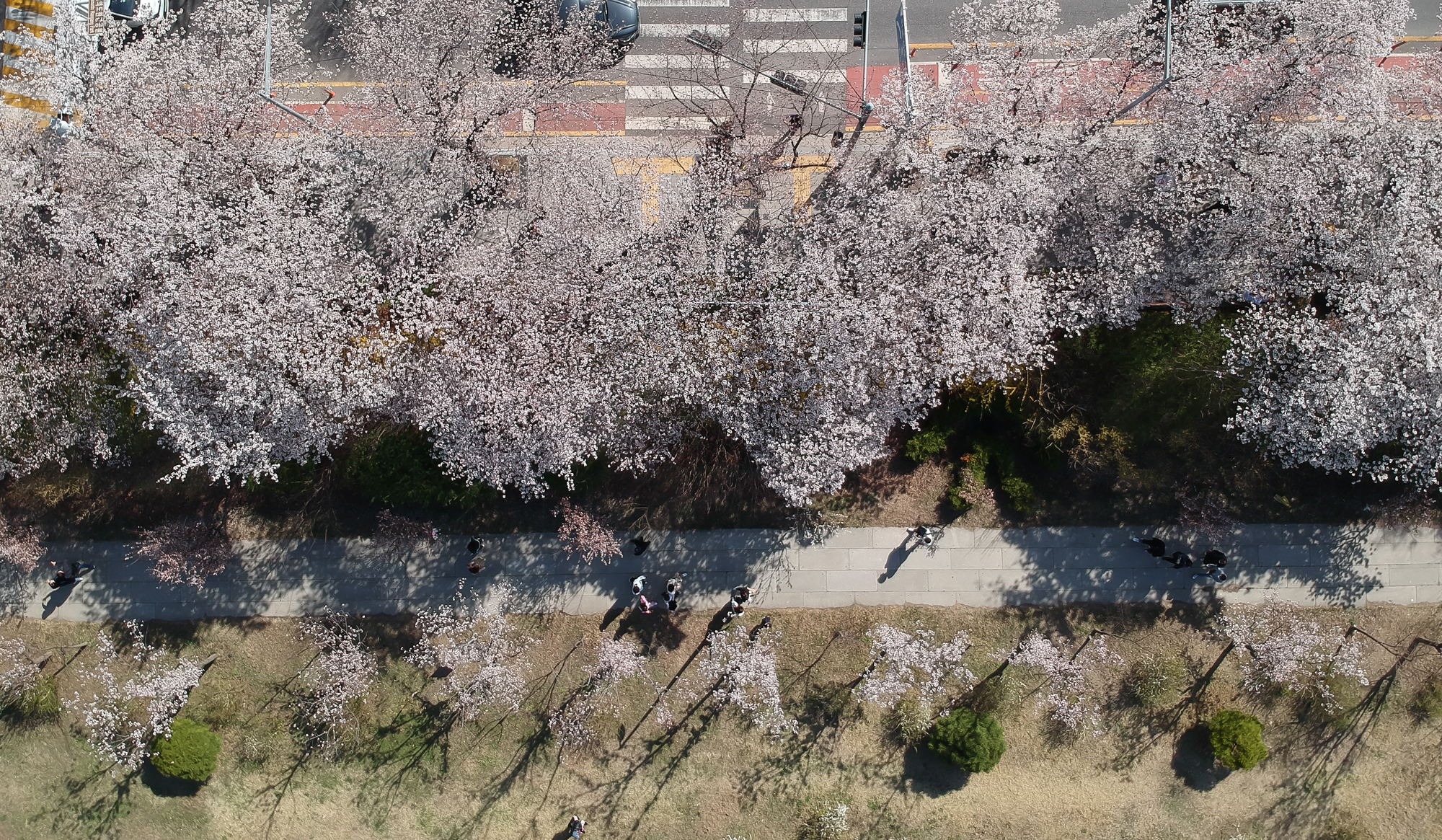 윤중로 벗꽃 국회 여의도 벗꽃길