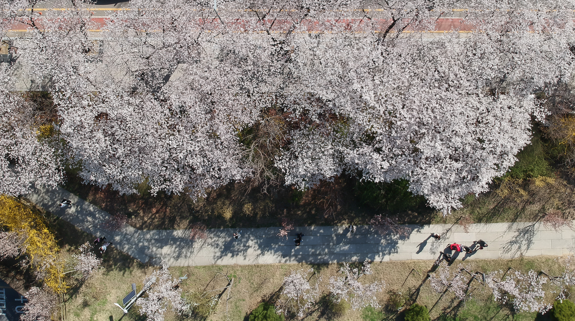 윤중로 벗꽃 국회 여의도 벗꽃길