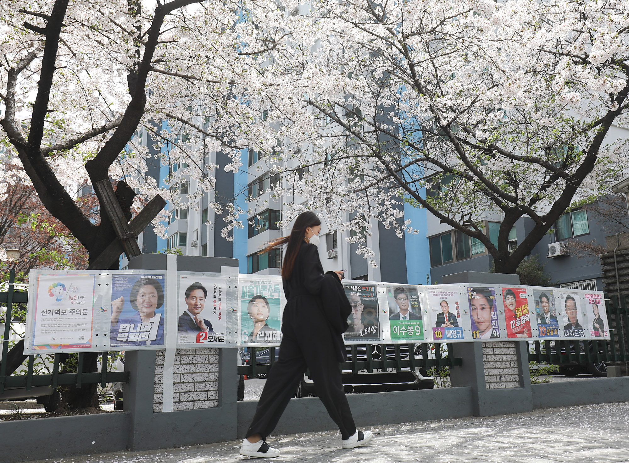 벚꽃선거;선거벽보;4.7재보궐선거;사전투표