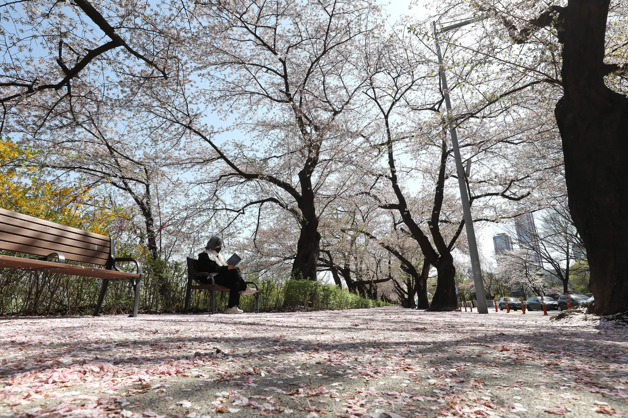 윤중로 벚꽃 통제 교통 봄 나들이 코로나