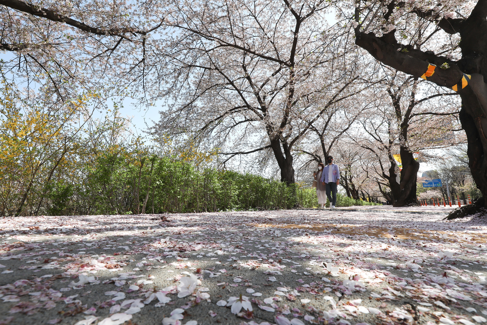 윤중로 벚꽃 통제 교통 봄 나들이 코로나