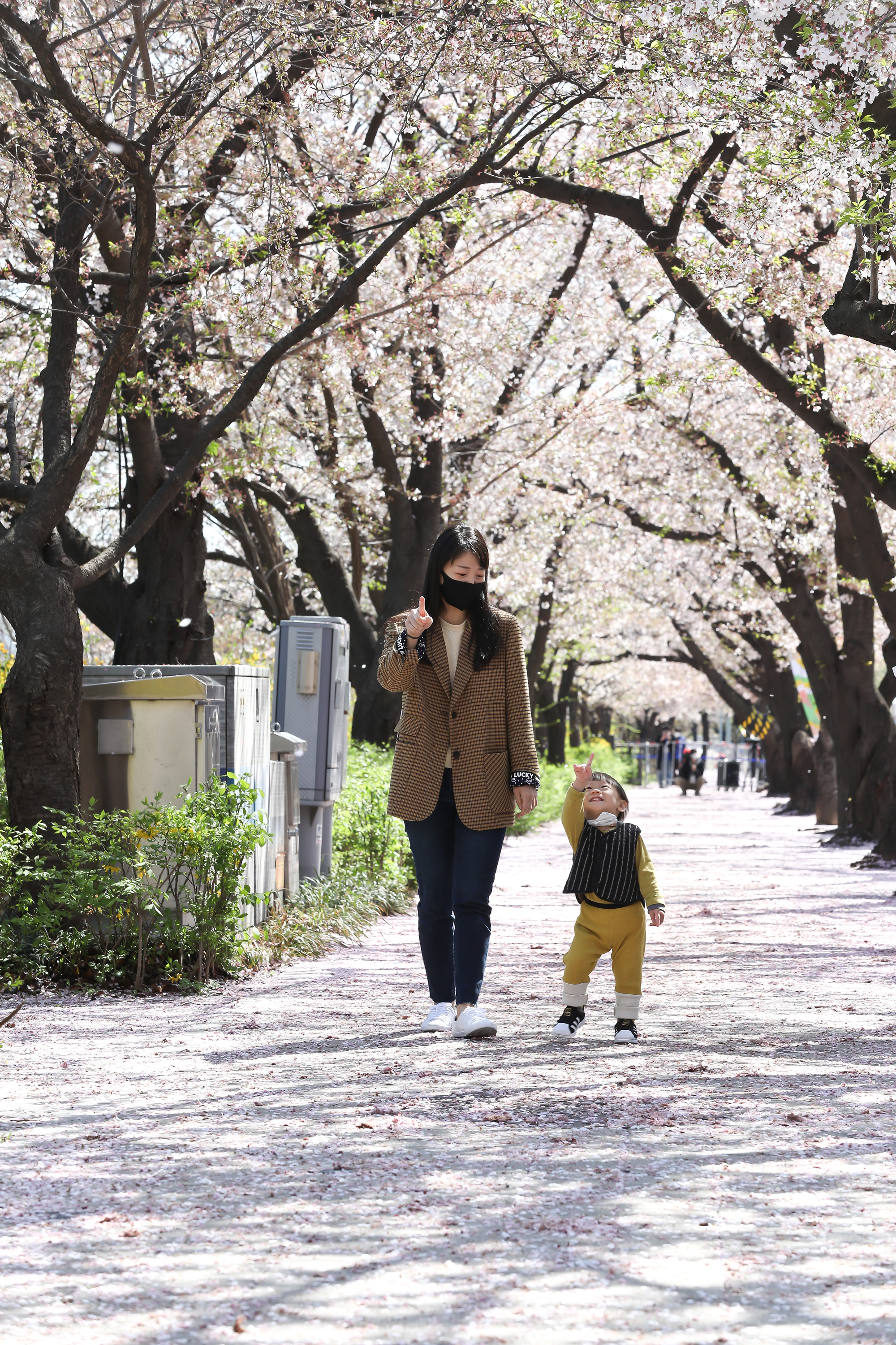 윤중로 벚꽃 통제 교통 봄 나들이 코로나