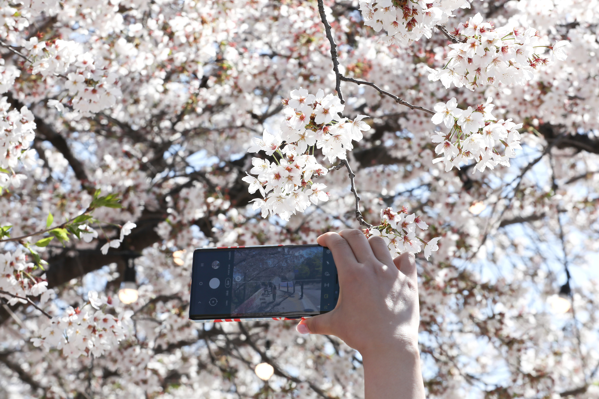 윤중로 벚꽃 통제 교통 봄 나들이 코로나