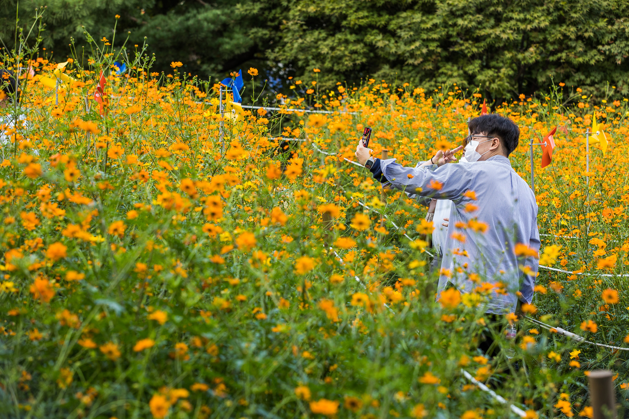 계절;가을;가을스케치;코스모스;올림픽공원;들꽃마루;계절스케치;추분
