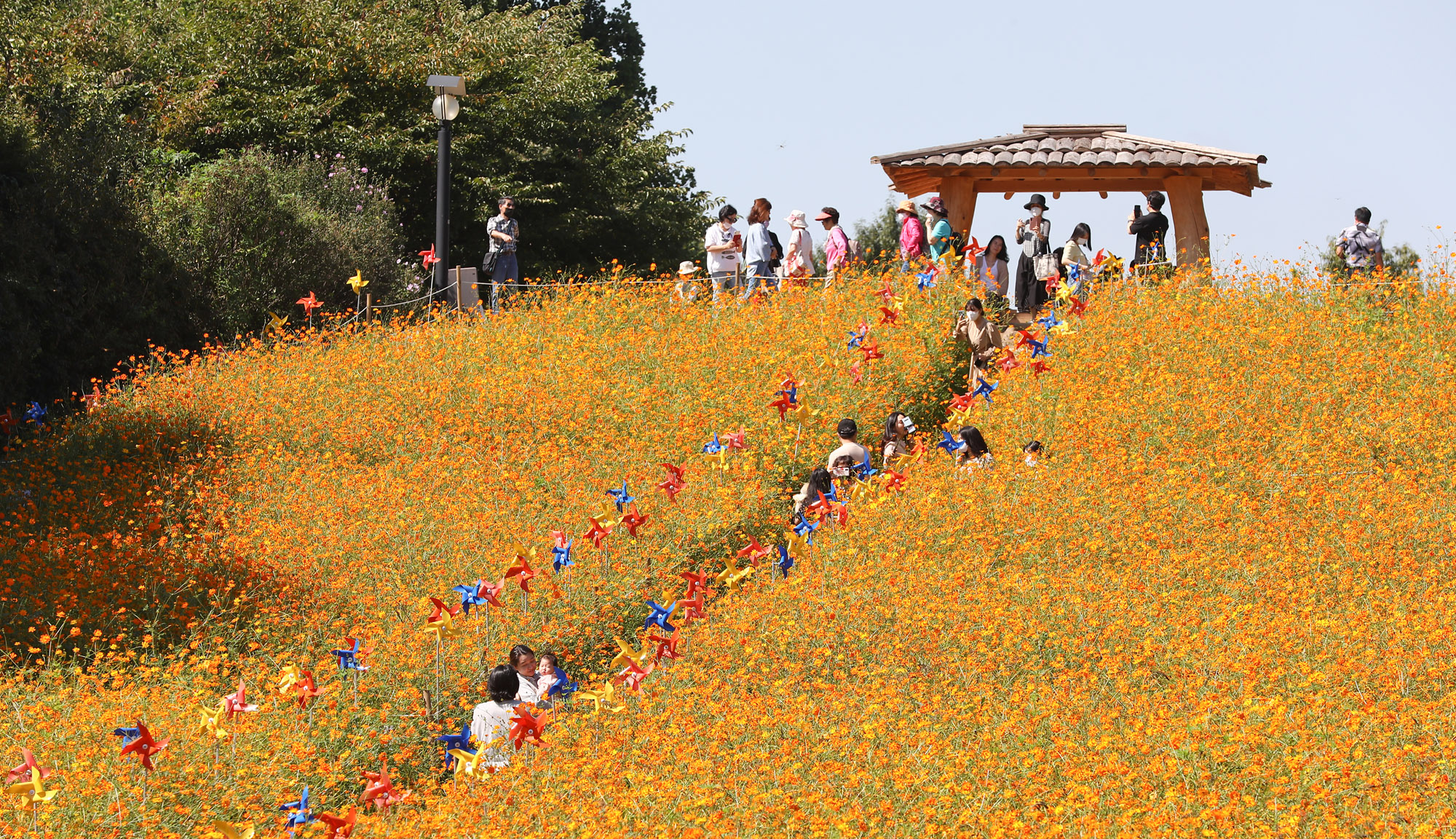위드코로나;가을코스모스;올림픽공원;올림픽공원코스모스
