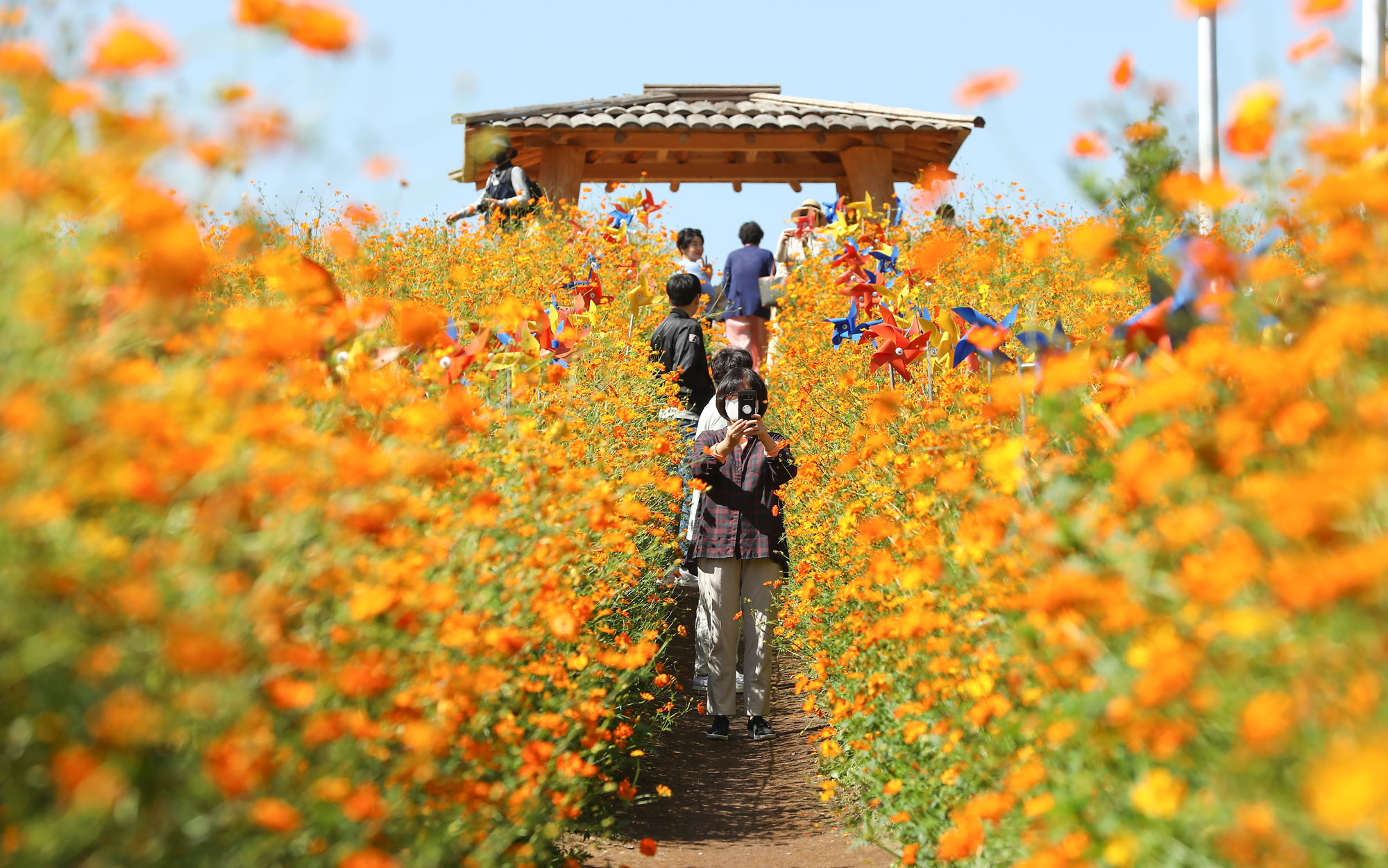 위드코로나;가을코스모스;올림픽공원;올림픽공원코스모스