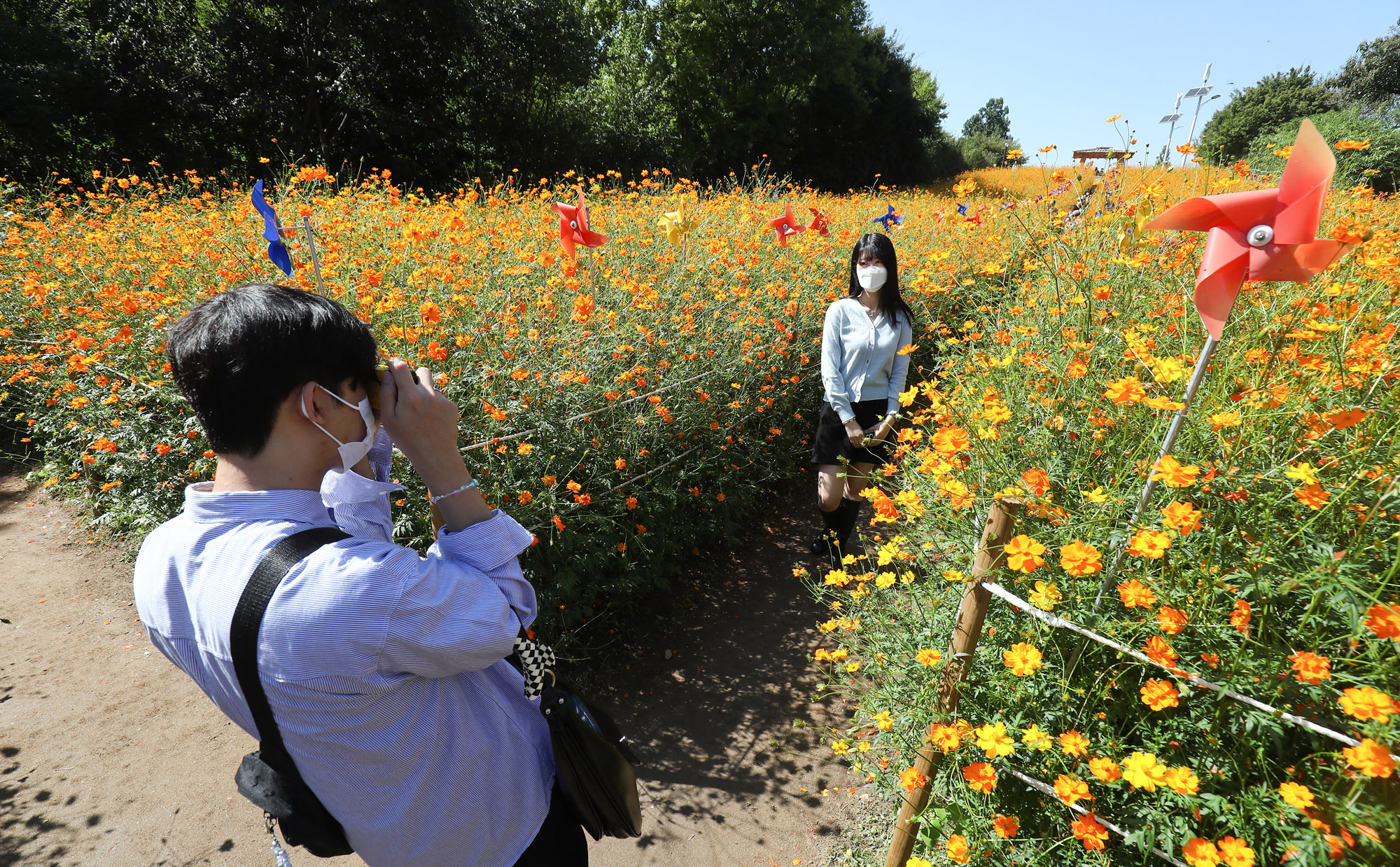 위드코로나;가을코스모스;올림픽공원;올림픽공원코스모스