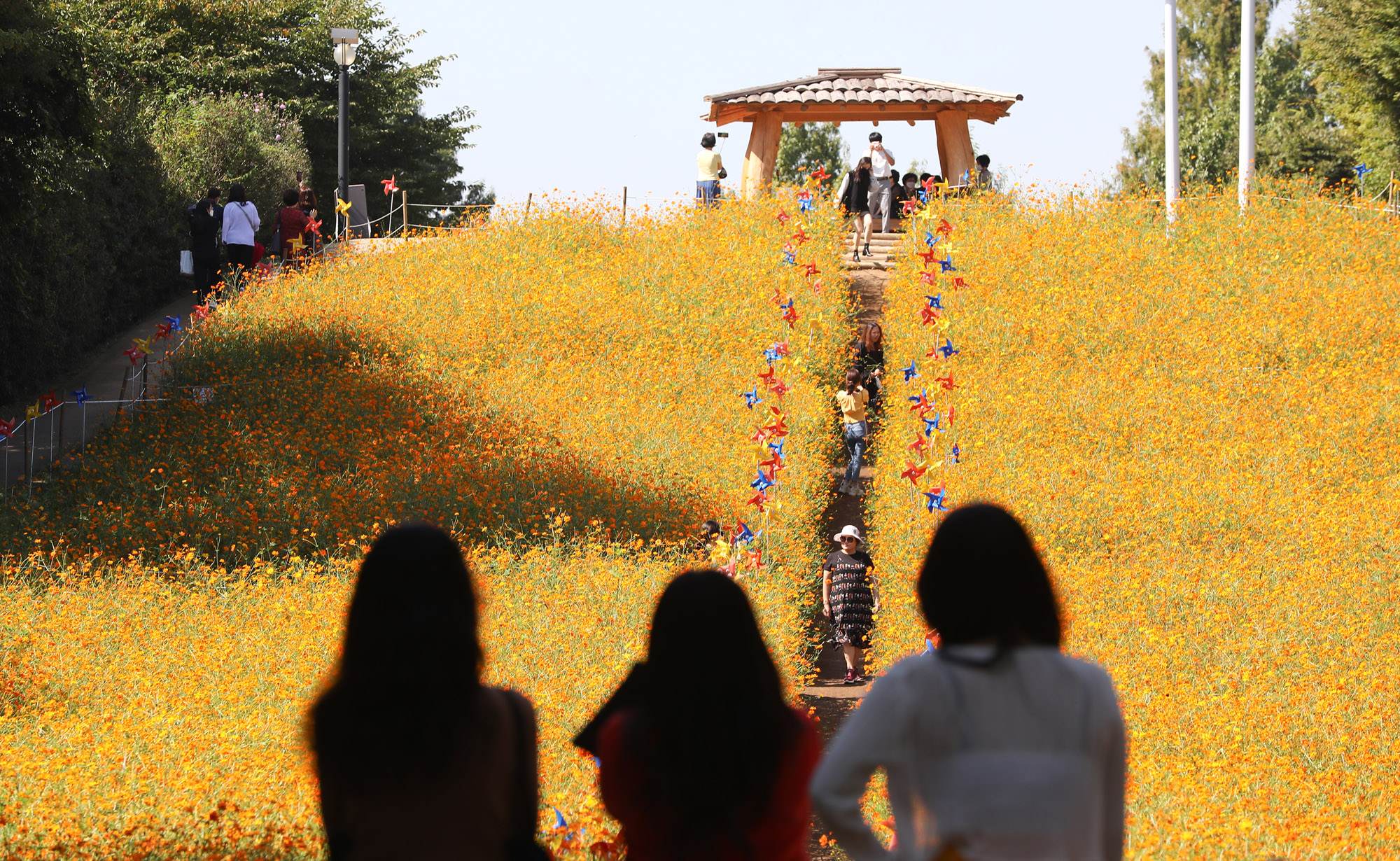 위드코로나;가을코스모스;올림픽공원;올림픽공원코스모스