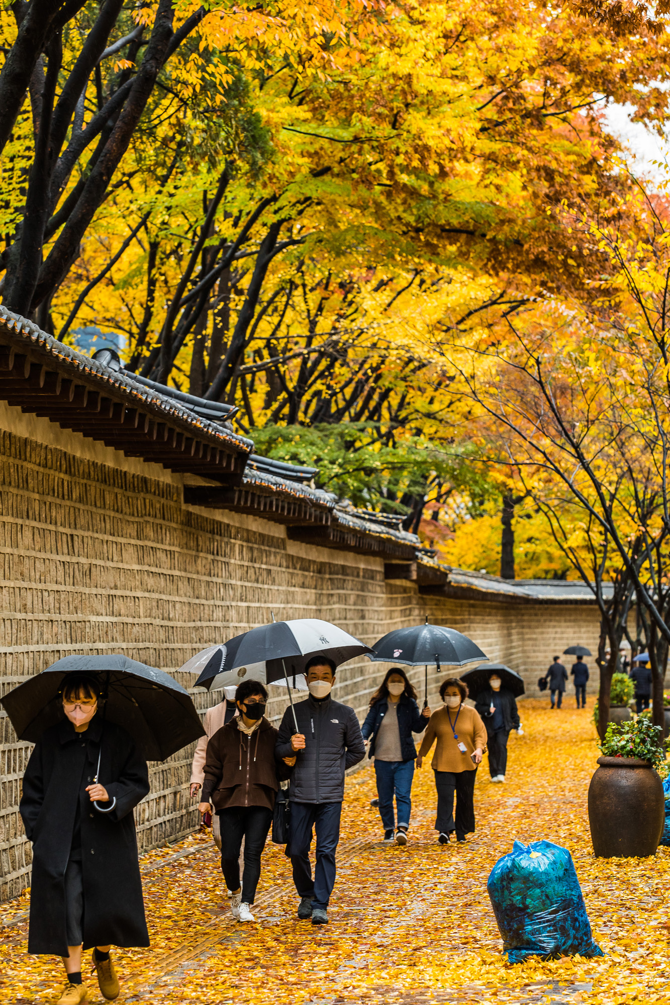 사회;세태;계절;가을;가을스케치;가을비;단풍스케치;덕수궁돌담길;단계적일상회복;위드코로나