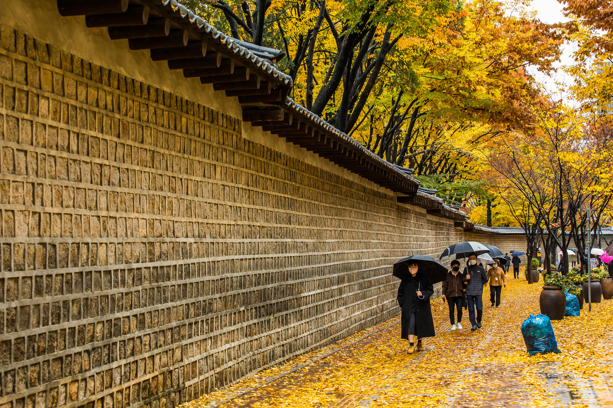 사회;세태;계절;가을;가을스케치;가을비;단풍스케치;덕수궁돌담길;단계적일상회복;위드코로나
