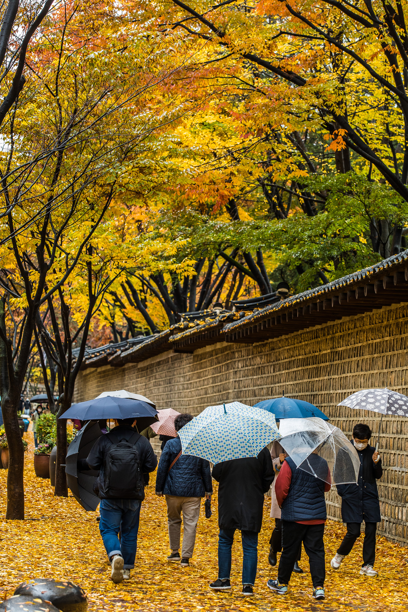 사회;세태;계절;가을;가을스케치;가을비;단풍스케치;덕수궁돌담길;단계적일상회복;위드코로나