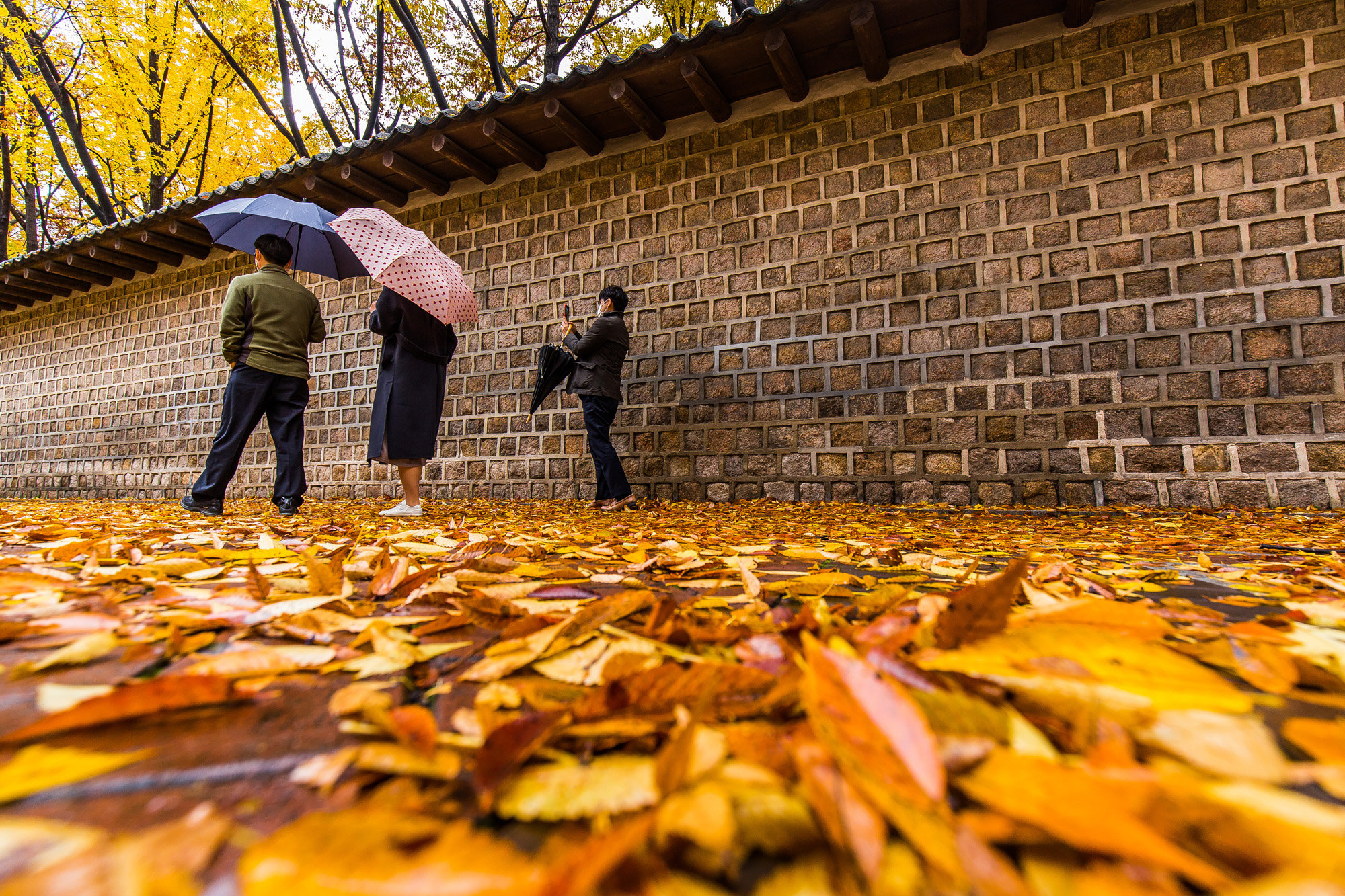 사회;세태;계절;가을;가을스케치;가을비;단풍스케치;덕수궁돌담길;단계적일상회복;위드코로나