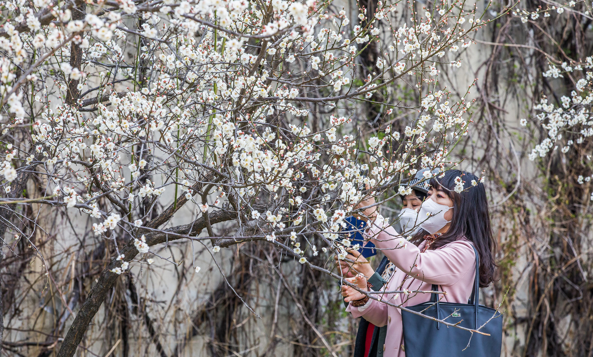 사회;계절;계절스케치;봄스케치;매화거리;청계천매화거리;봄꽃스케치