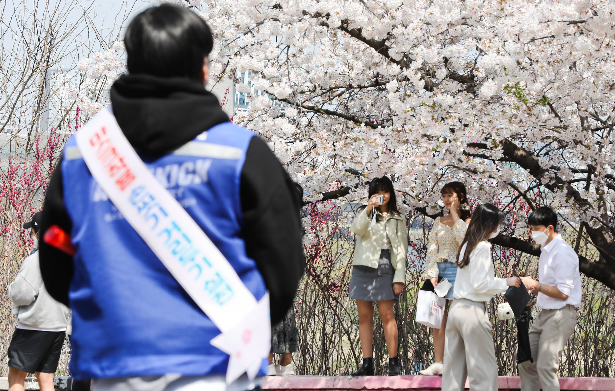 벚꽃;여의도벚꽃축제;코로나벚꽃;벗꽃;윤중로;여의도;코로나축제