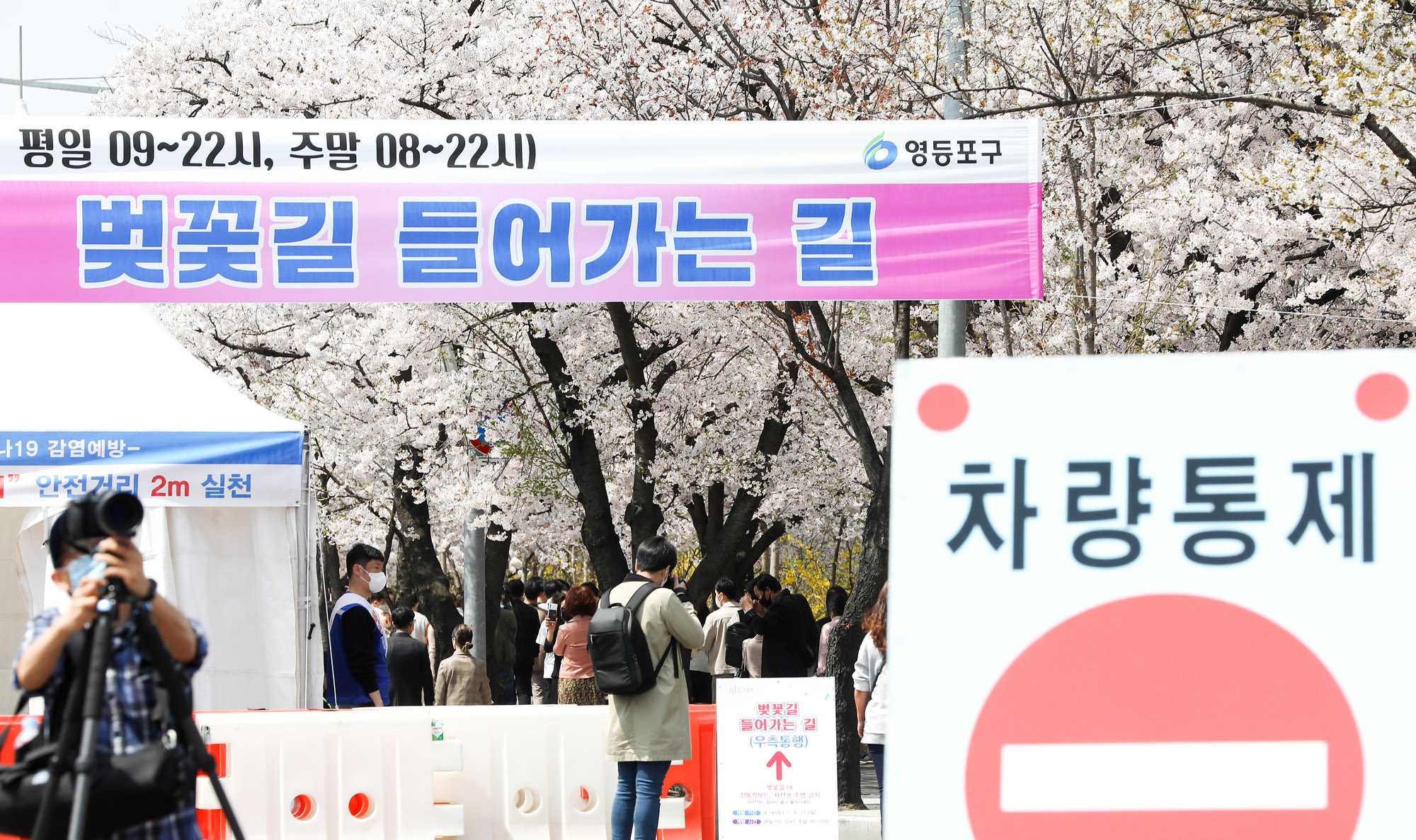 벚꽃;여의도벚꽃축제;코로나벚꽃;벗꽃;윤중로;여의도;코로나축제