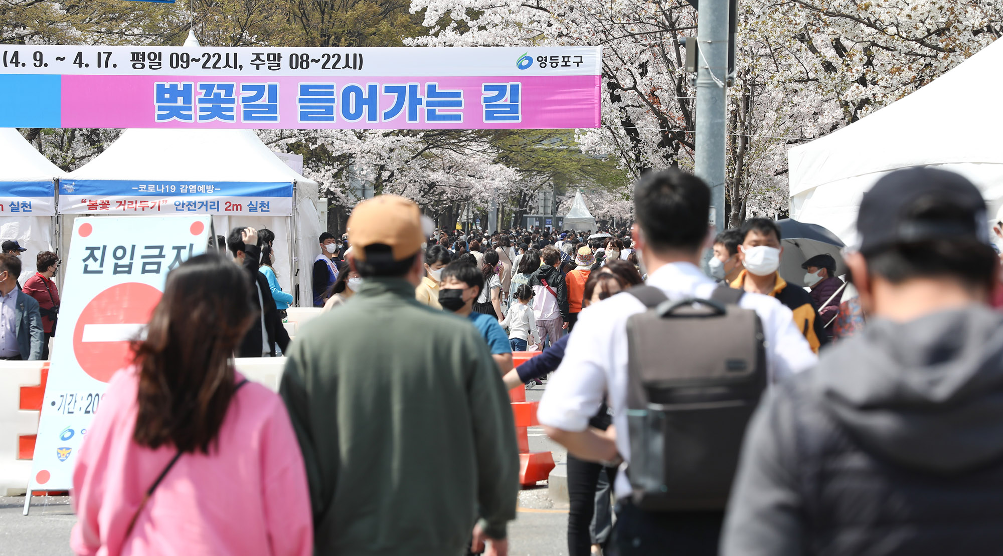벚꽃;여의도벚꽃축제;코로나벚꽃;벗꽃;윤중로;여의도;코로나축제