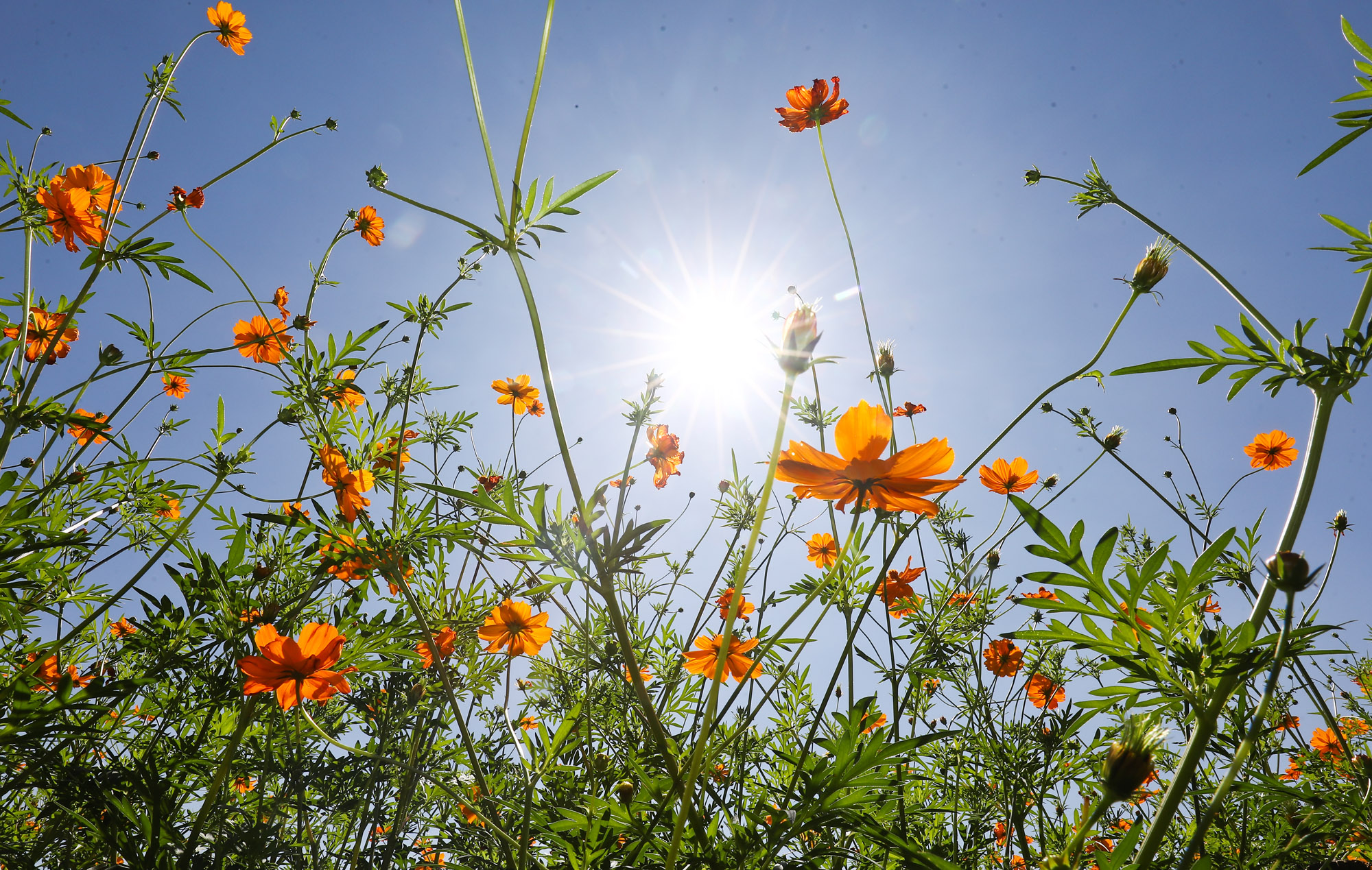 가을;날씨;코스모스;올림픽공원;가을코스모스