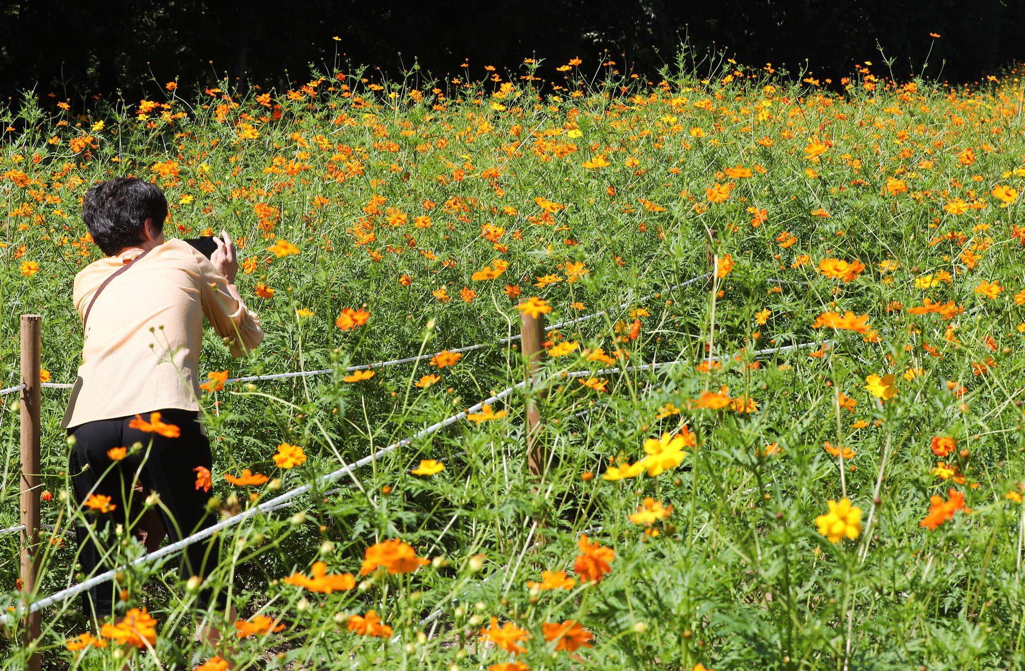 가을;날씨;코스모스;올림픽공원;가을코스모스