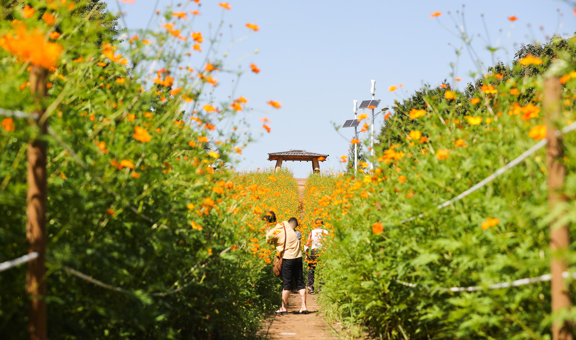 가을;날씨;코스모스;올림픽공원;가을코스모스