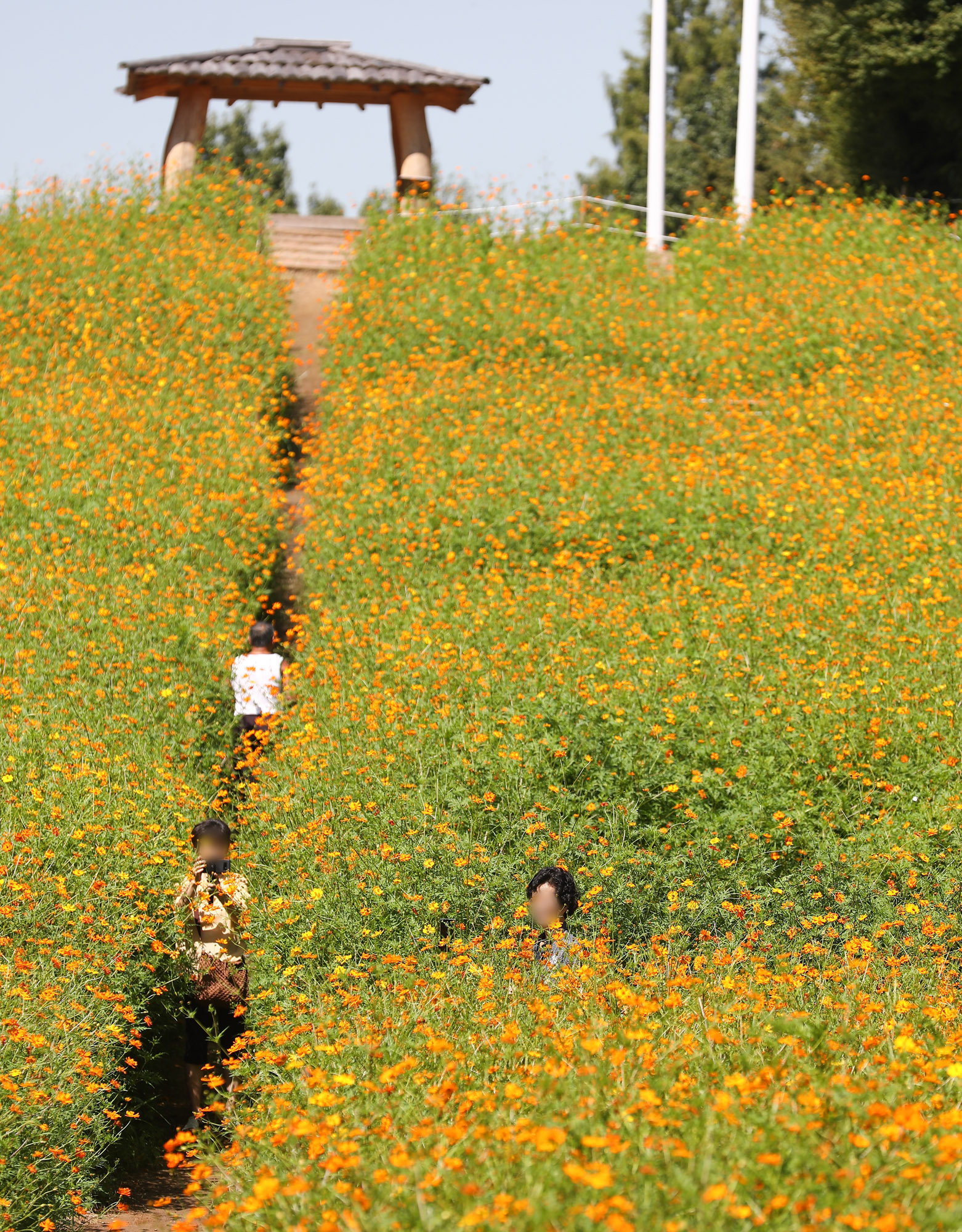 가을;날씨;코스모스;올림픽공원;가을코스모스
