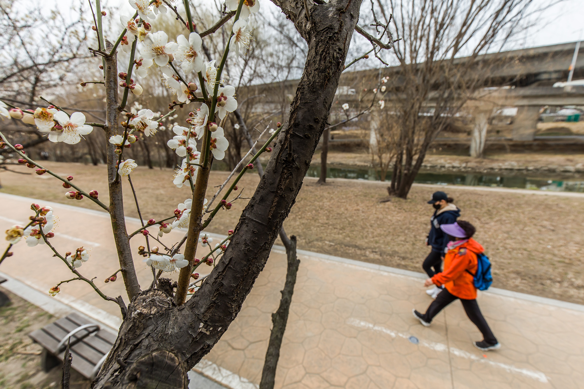 사회;계절;세태;봄스케치;봄꽃;청계천매화거리;하동매실거리;청계천봄꽃
