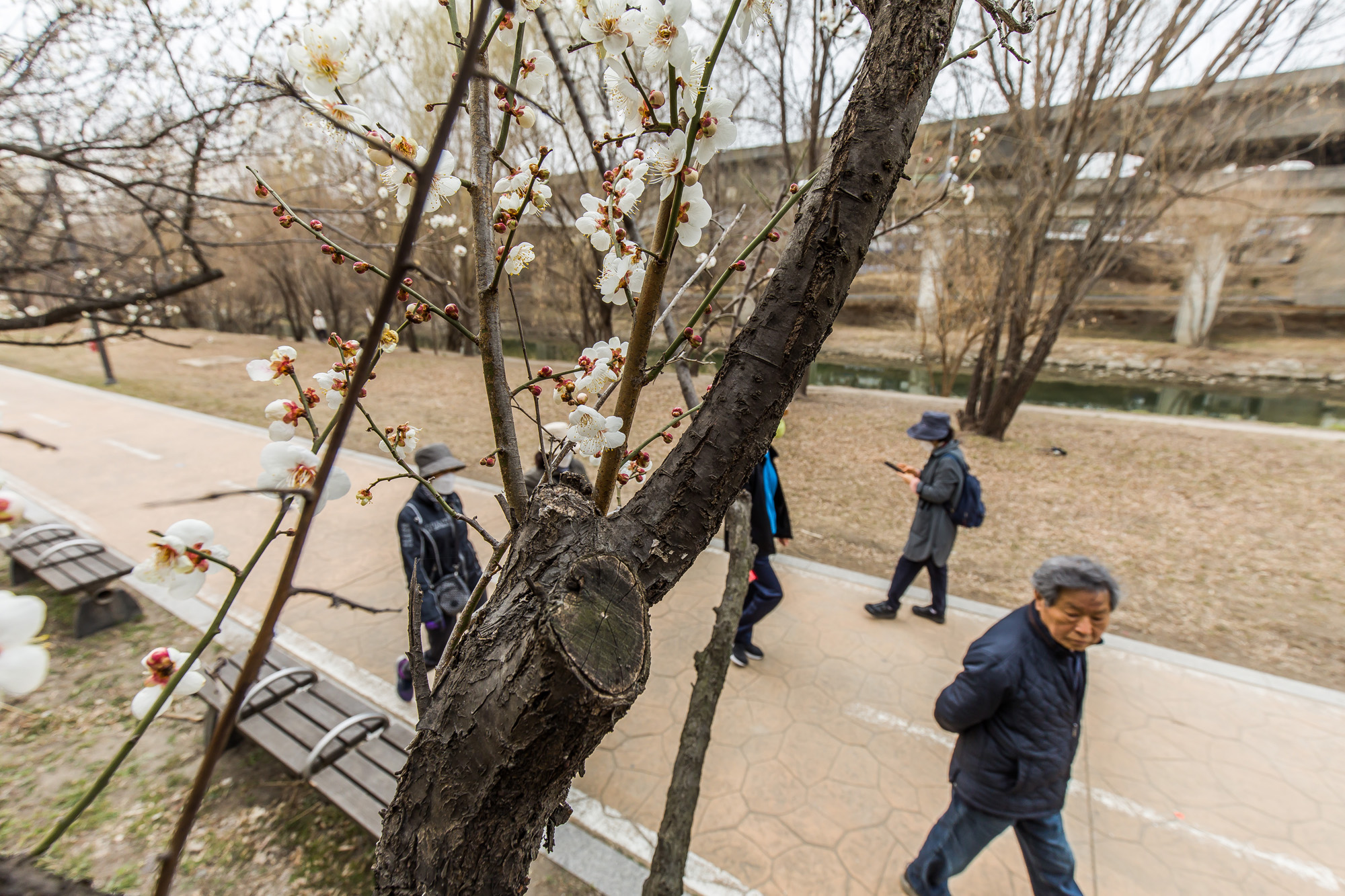 사회;계절;세태;봄스케치;봄꽃;청계천매화거리;하동매실거리;청계천봄꽃