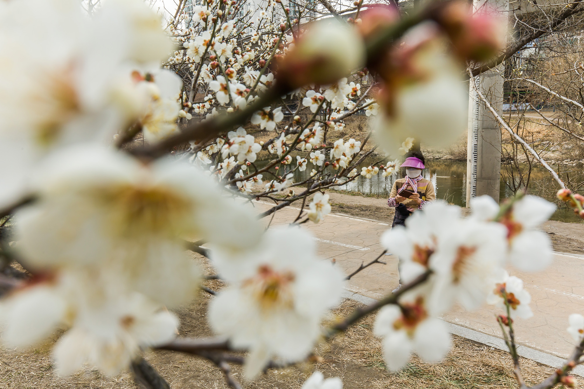 사회;계절;세태;봄스케치;봄꽃;청계천매화거리;하동매실거리;청계천봄꽃