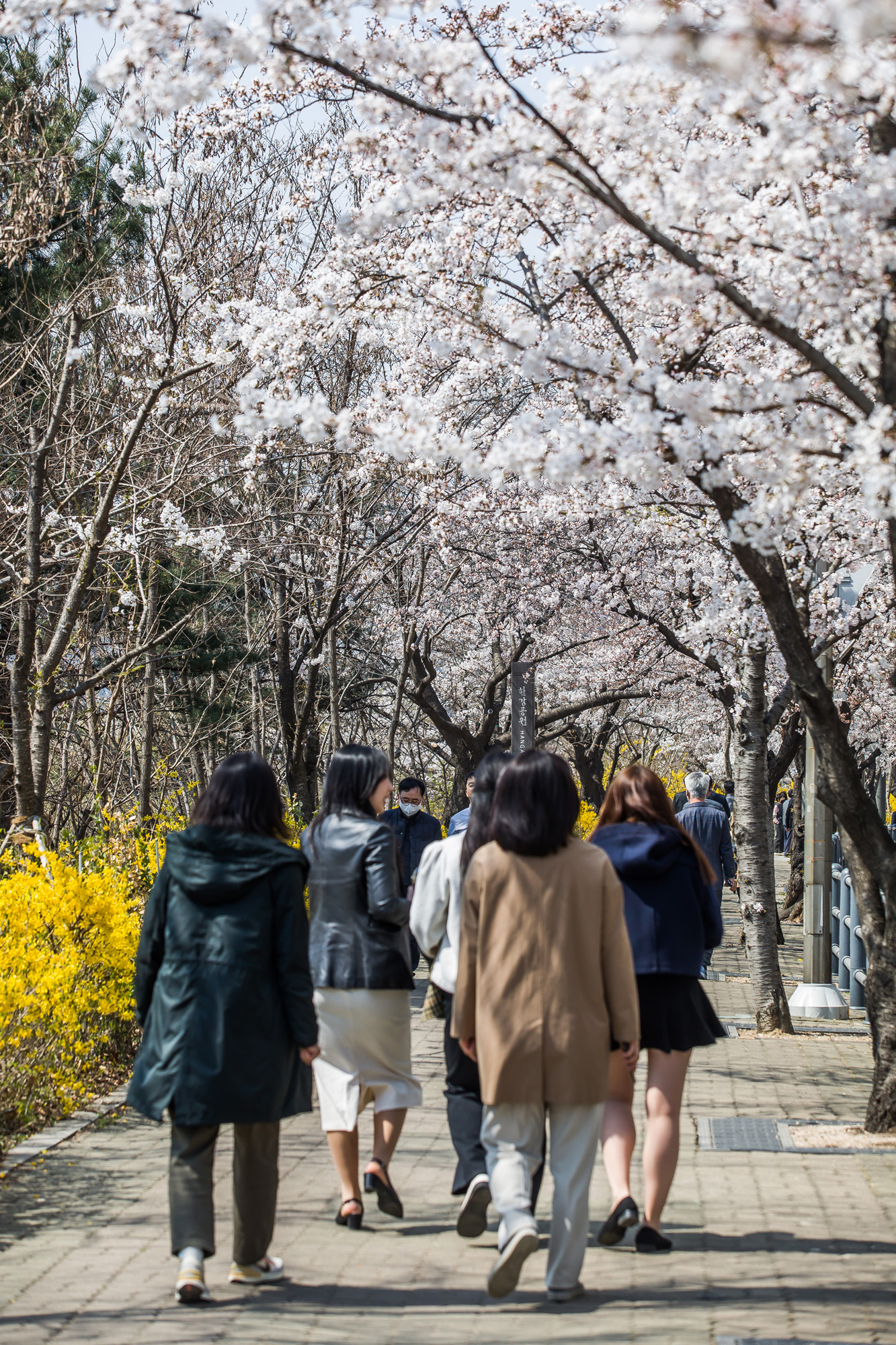 사회;계절스케치;봄꽃스케치;봄스케치;여의도벚꽃;서울벚꽃개화;여의도봄꽃개화