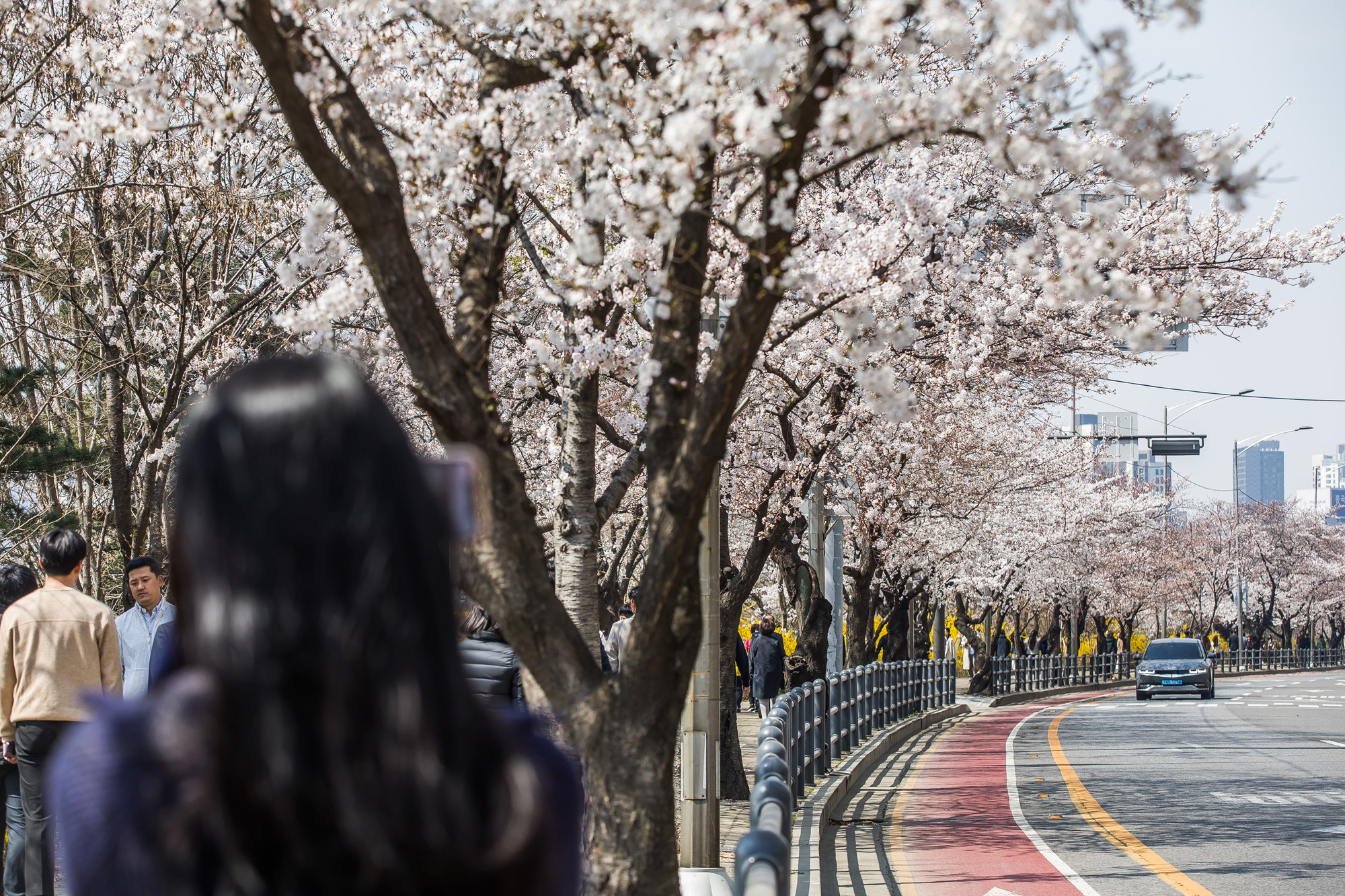사회;계절스케치;봄꽃스케치;봄스케치;여의도벚꽃;서울벚꽃개화;여의도봄꽃개화