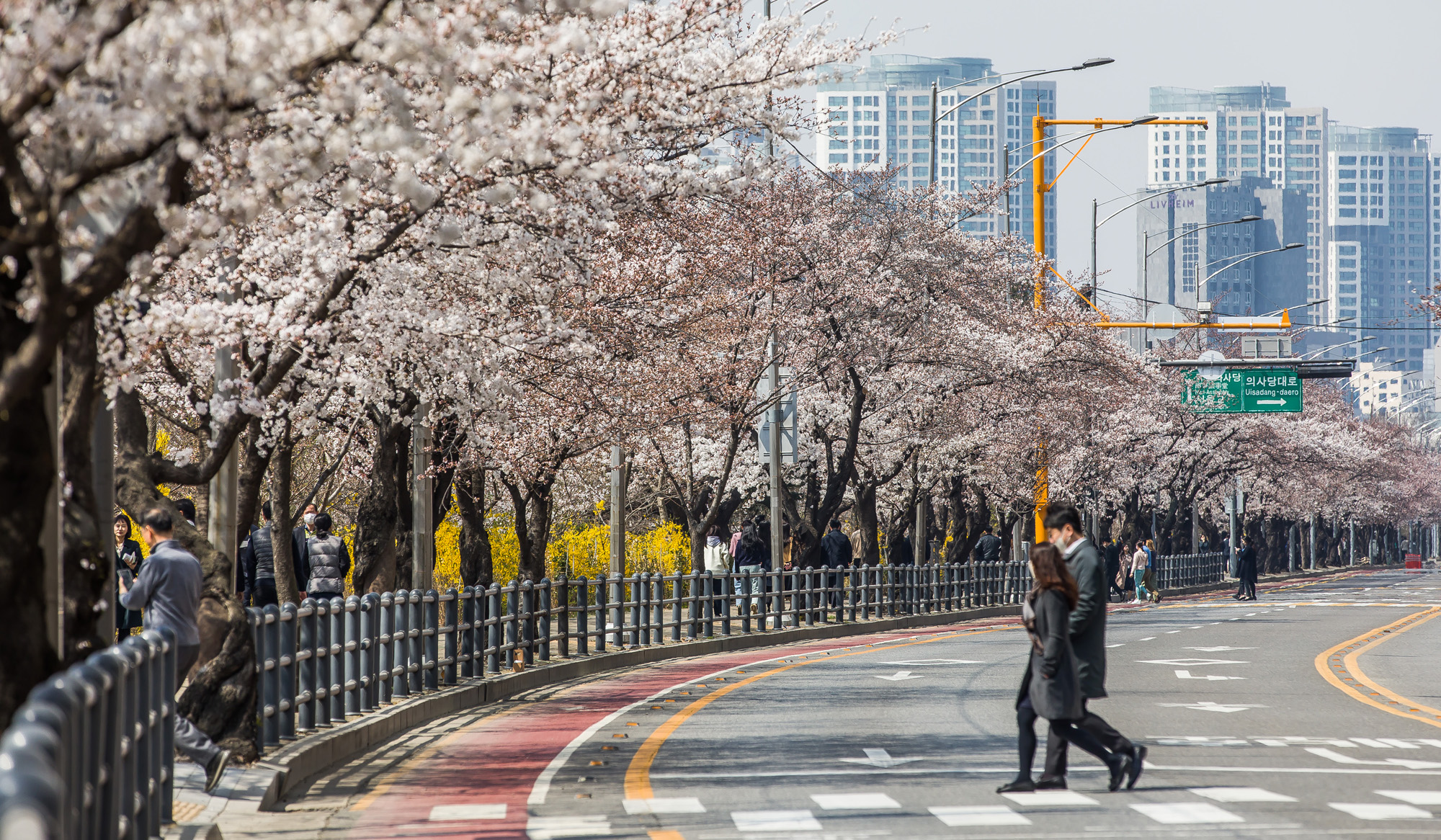 사회;계절스케치;봄꽃스케치;봄스케치;여의도벚꽃;서울벚꽃개화;여의도봄꽃개화