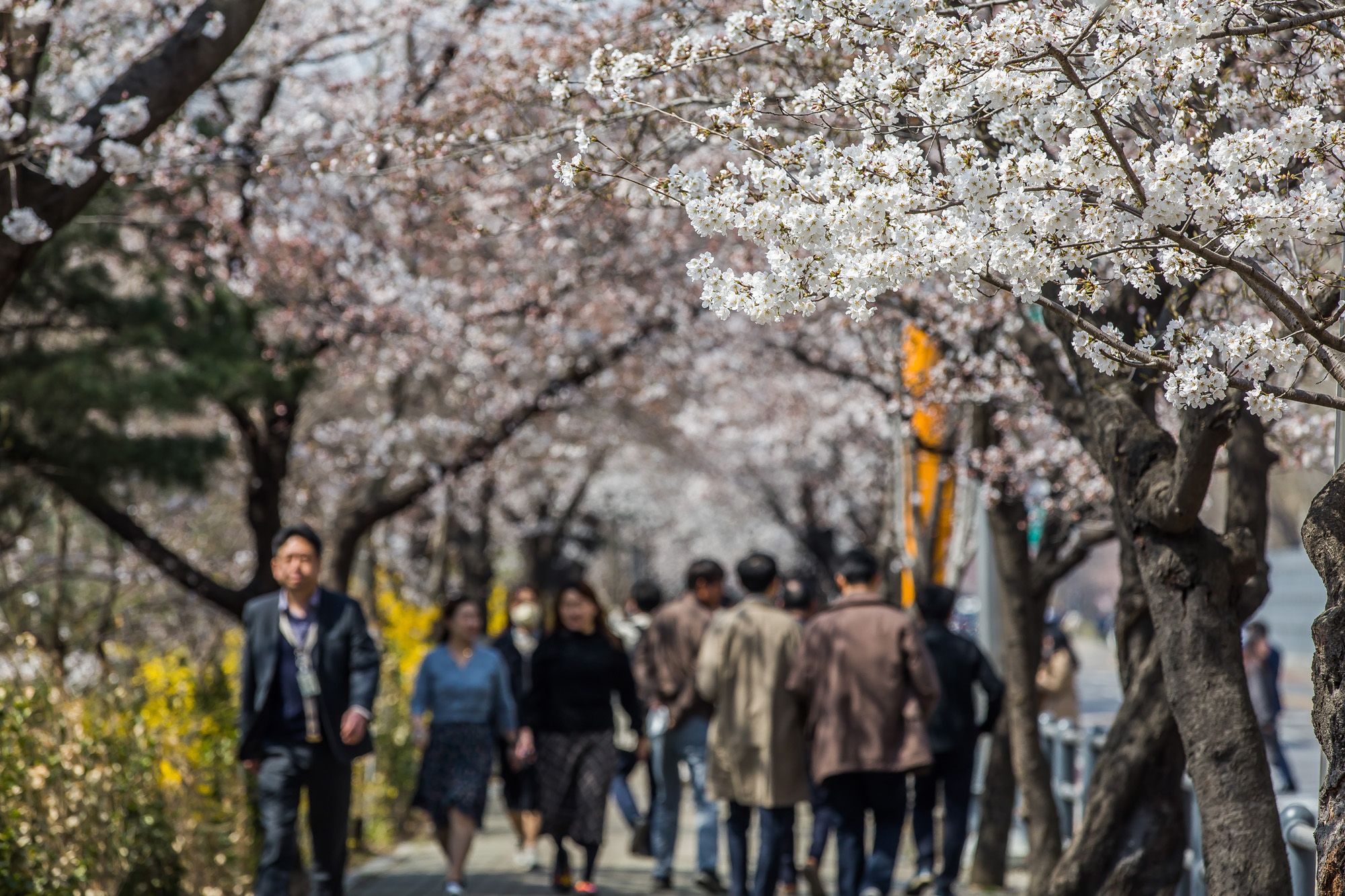 사회;계절스케치;봄꽃스케치;봄스케치;여의도벚꽃;서울벚꽃개화;여의도봄꽃개화
