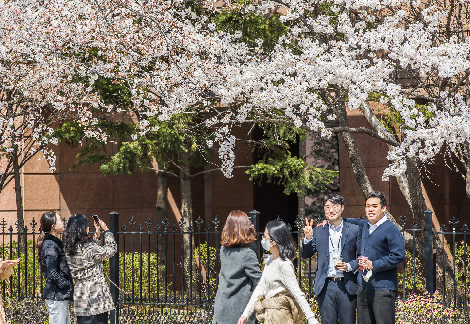 사회;계절스케치;봄꽃스케치;봄스케치;여의도벚꽃;서울벚꽃개화;여의도봄꽃개화
