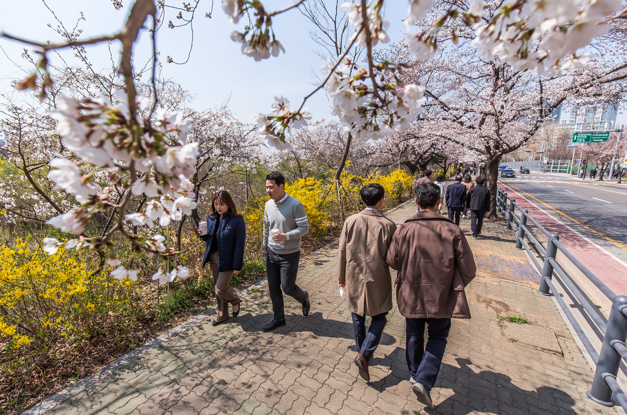 사회;계절스케치;봄꽃스케치;봄스케치;여의도벚꽃;서울벚꽃개화;여의도봄꽃개화