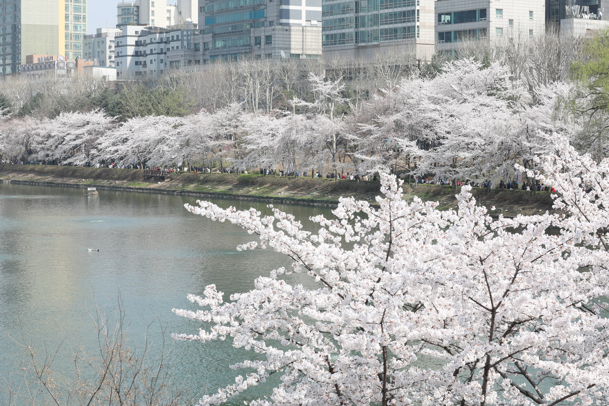 석촌호수;벚꽃;벚꽃축제;벚꽃스케치