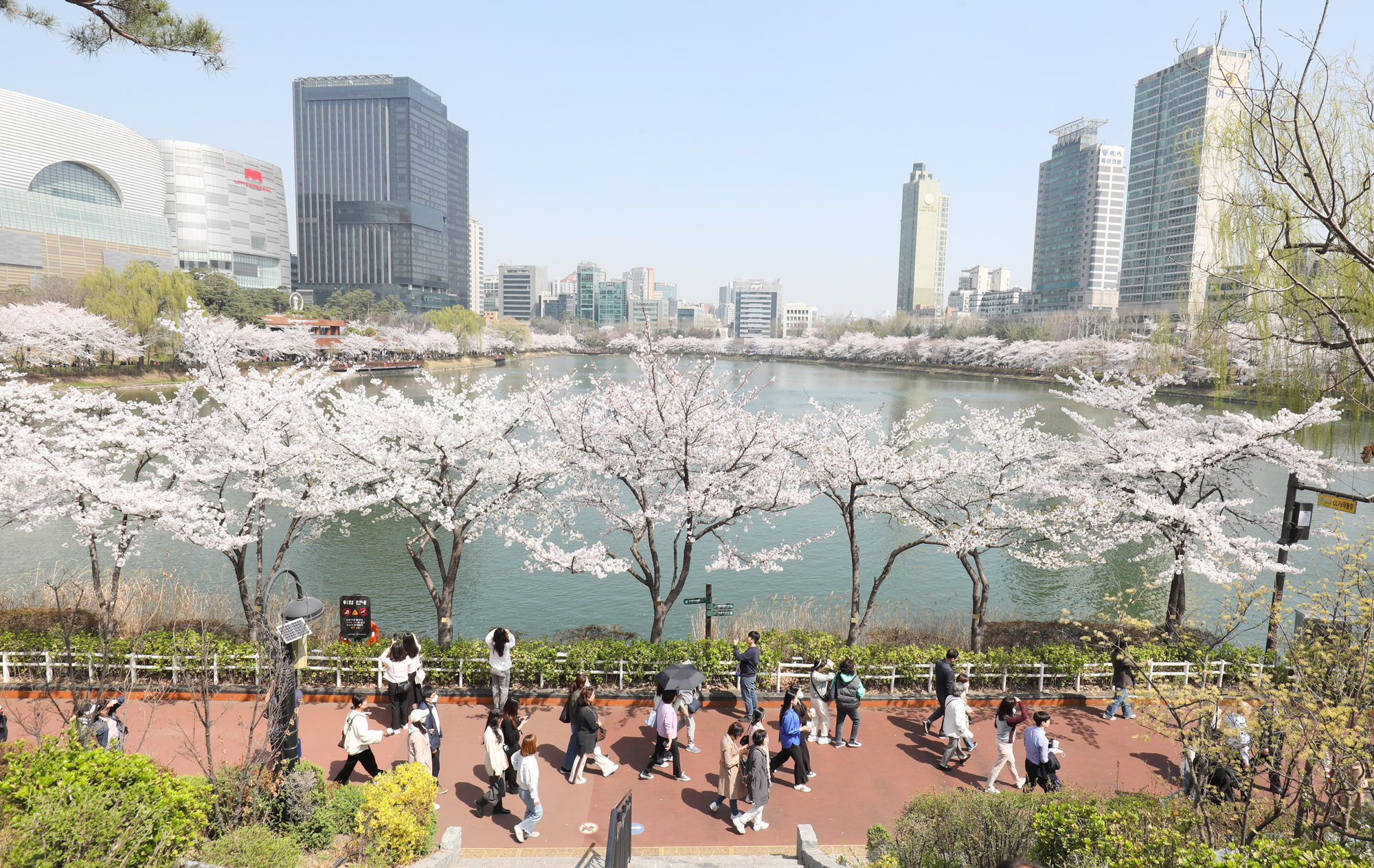 석촌호수;벚꽃;벚꽃축제;벚꽃스케치