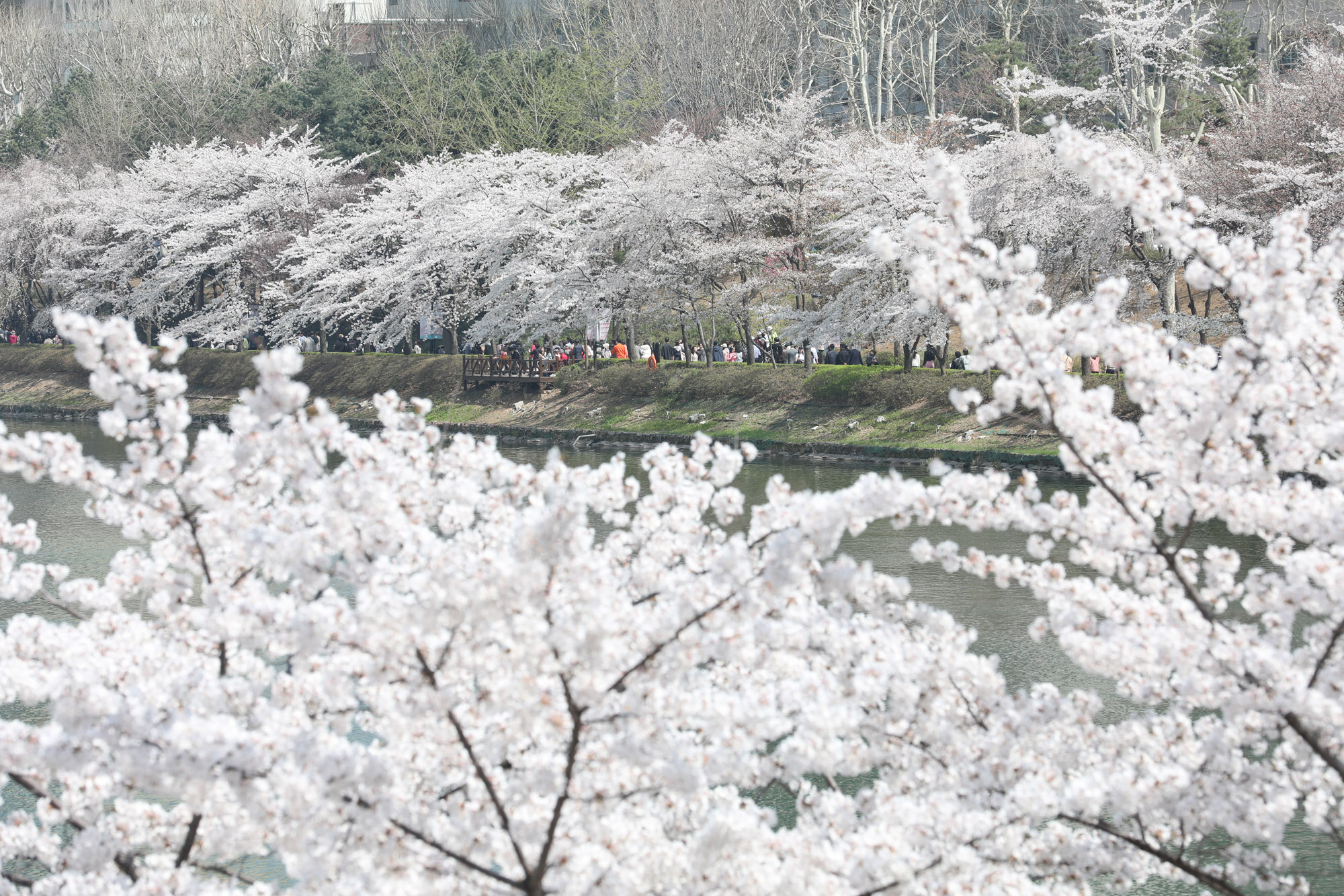 석촌호수;벚꽃;벚꽃축제;벚꽃스케치