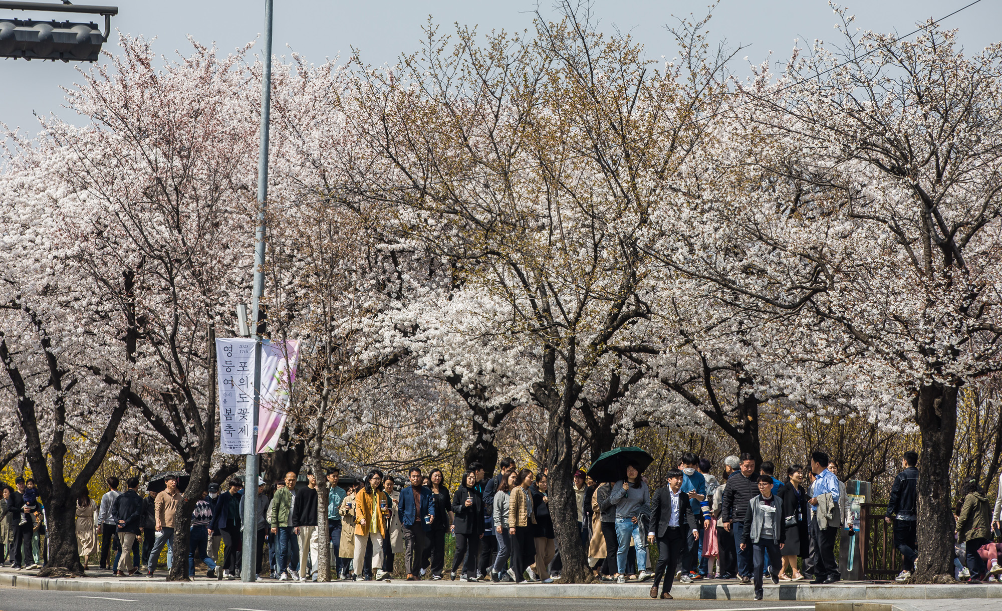 사회;계절스케치;봄꽃스케치;봄스케치;여의도벚꽃;서울벚꽃개화;여의도봄꽃개화;지구온난화;이른개화