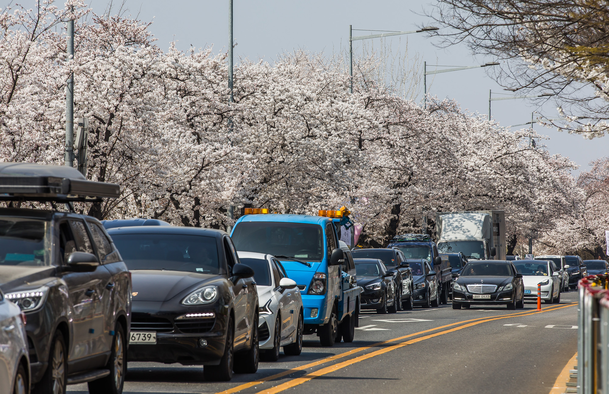 사회;계절스케치;봄꽃스케치;봄스케치;여의도벚꽃;서울벚꽃개화;여의도봄꽃개화;지구온난화;이른개화