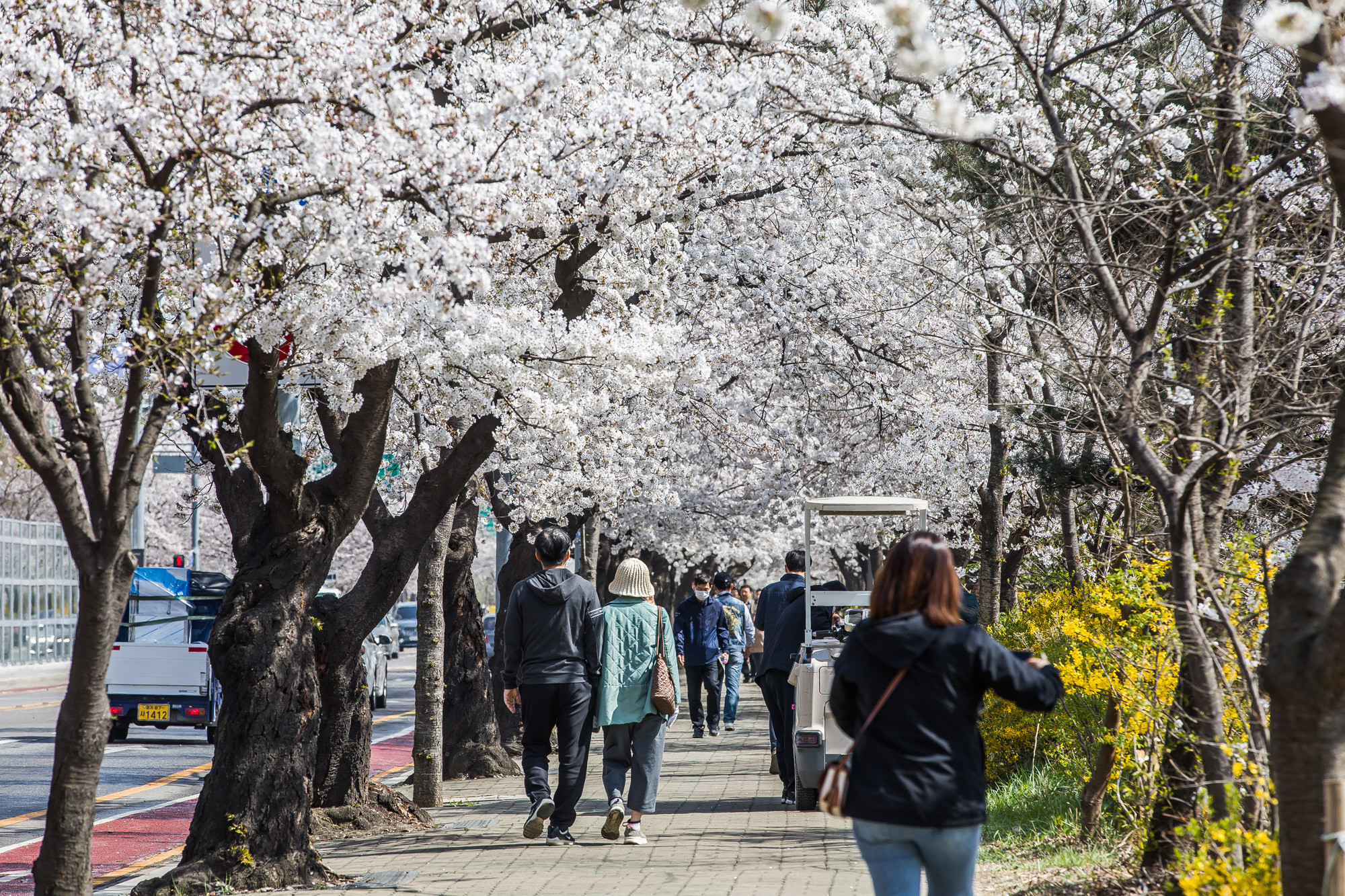 사회;계절스케치;봄꽃스케치;봄스케치;여의도벚꽃;서울벚꽃개화;여의도봄꽃개화;지구온난화;이른개화