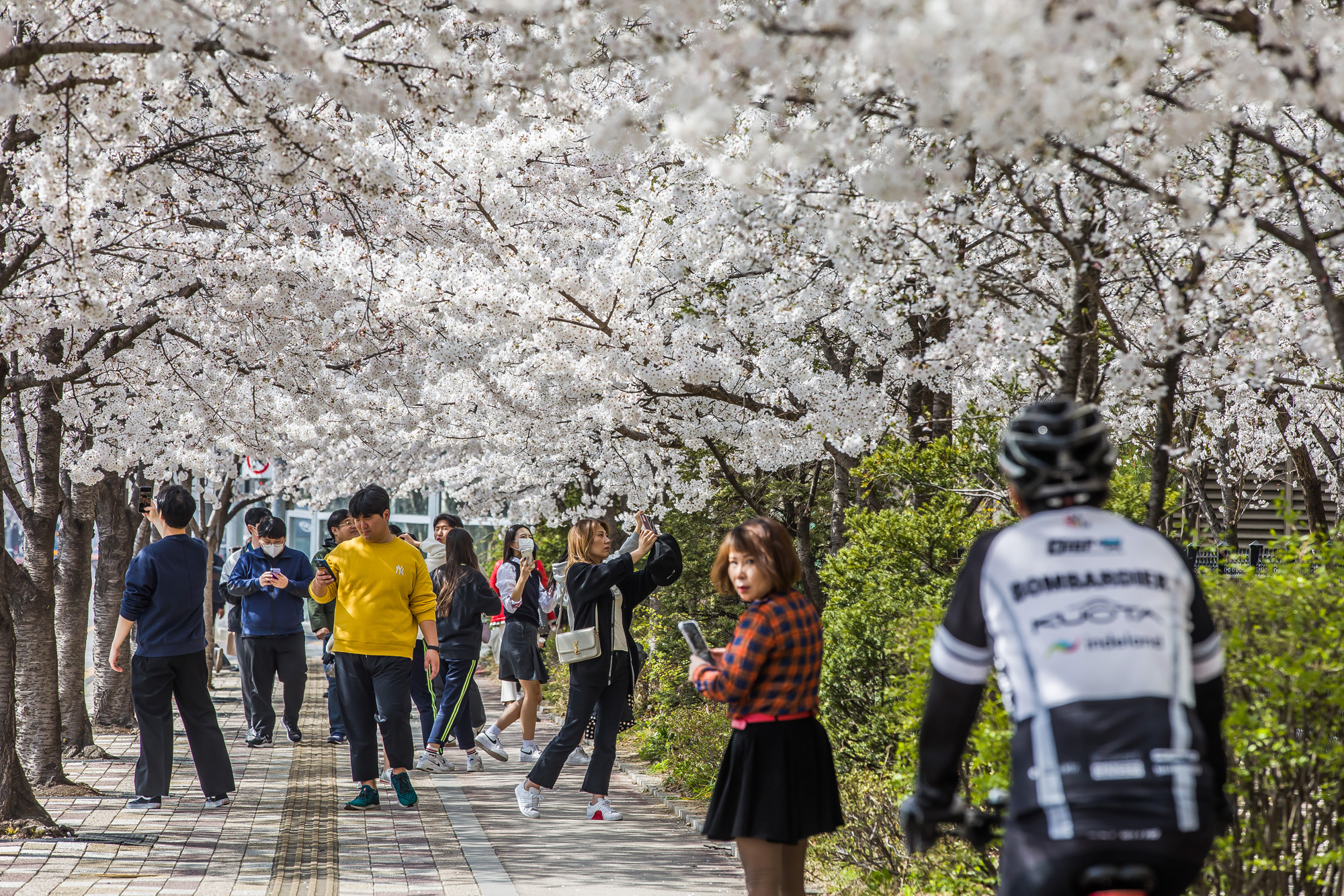 사회;계절스케치;봄꽃스케치;봄스케치;여의도벚꽃;서울벚꽃개화;여의도봄꽃개화;지구온난화;이른개화