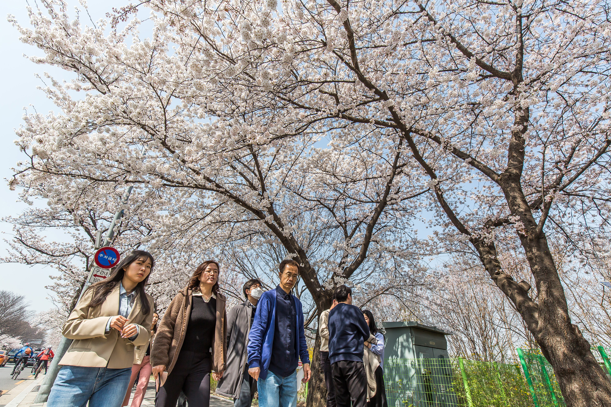 사회;계절스케치;봄꽃스케치;봄스케치;여의도벚꽃;서울벚꽃개화;여의도봄꽃개화;지구온난화;이른개화
