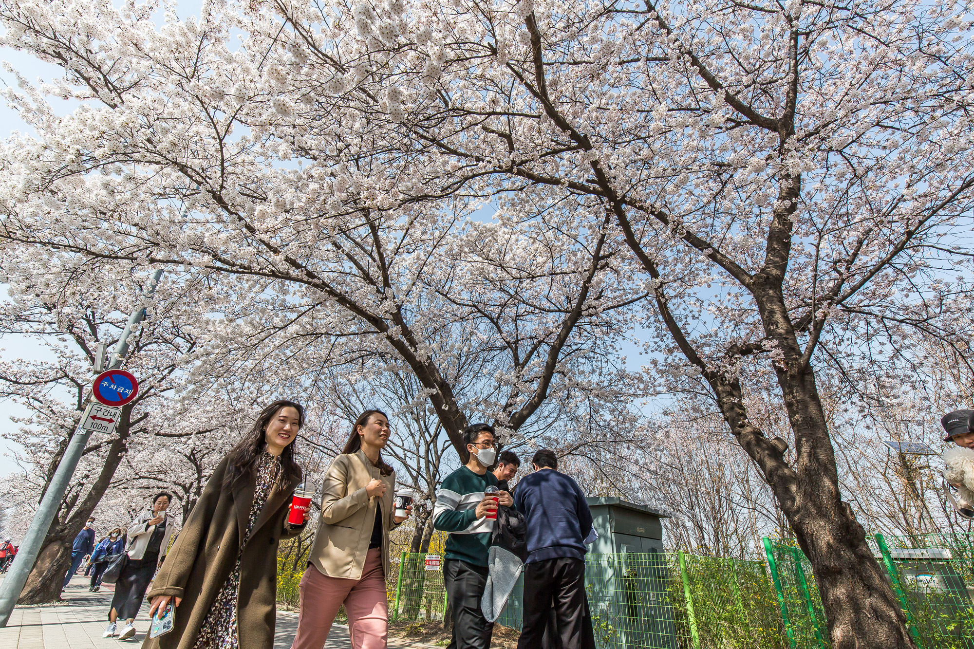 사회;계절스케치;봄꽃스케치;봄스케치;여의도벚꽃;서울벚꽃개화;여의도봄꽃개화;지구온난화;이른개화