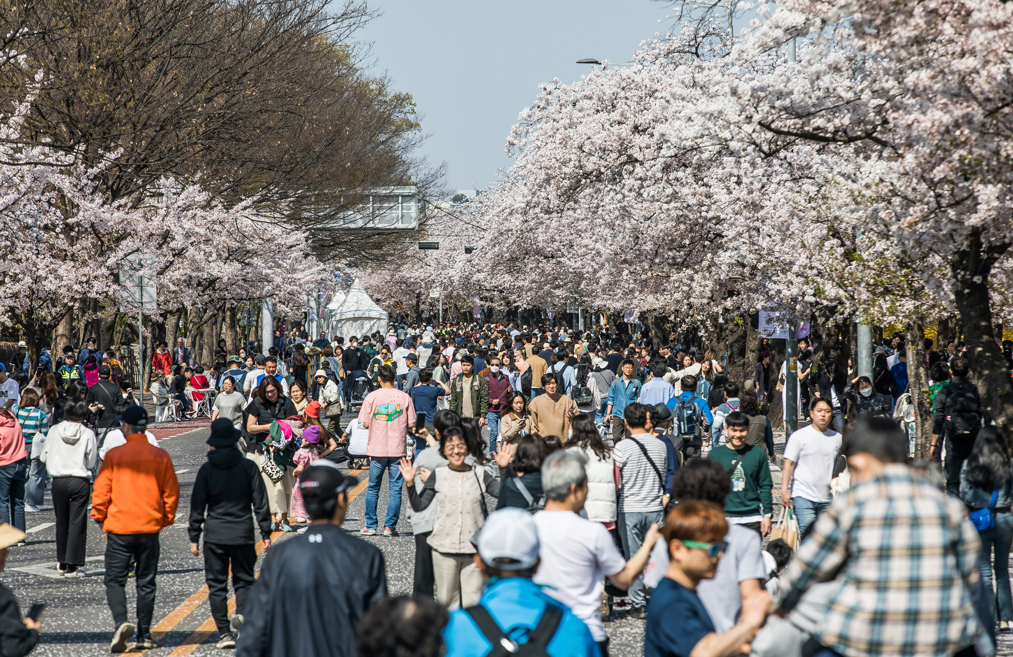 사회;계절스케치;봄꽃스케치;봄스케치;여의도벚꽃;서울벚꽃개화;여의도봄꽃개화;지구온난화;이른개화;여의도벚꽃축제